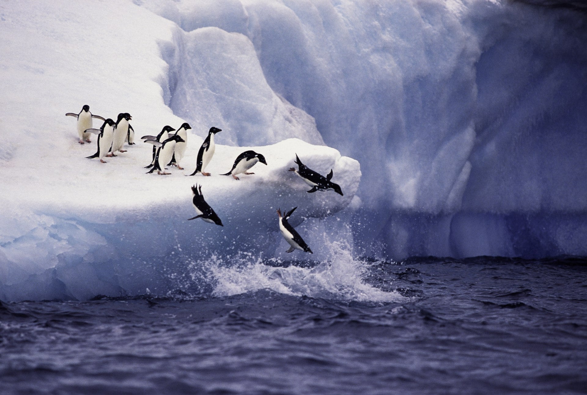 A group of Adelie Penguins jumps off a blue iceberg into the water off Paulette Island in Antarctica. Paulette Island
