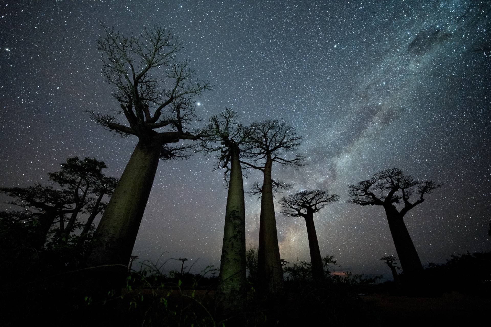 Avenue of the Baobabs Milky Way at Avenue of the Baobabs