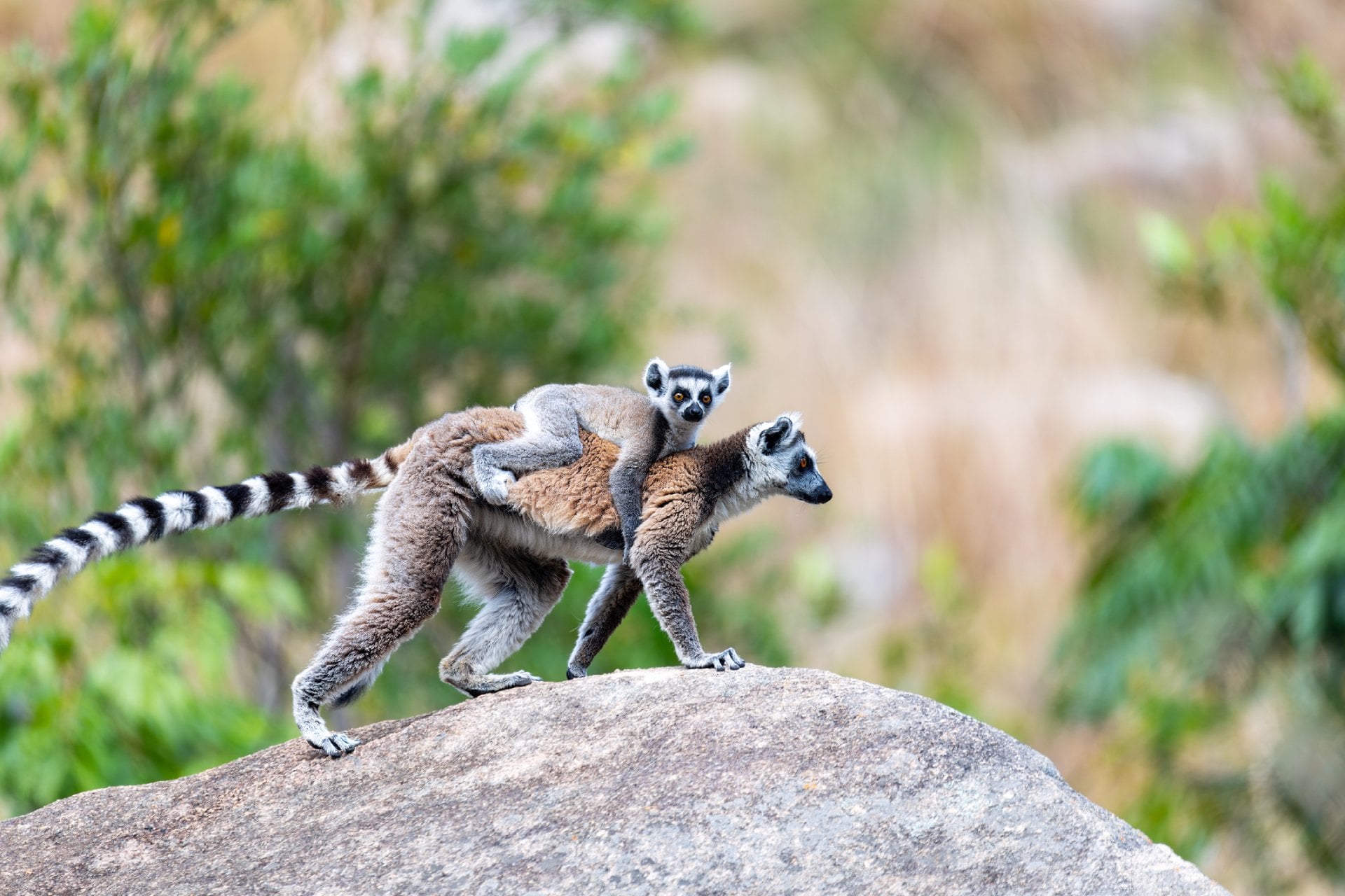 Ring-tailed lemur with baby, Lemur catta
