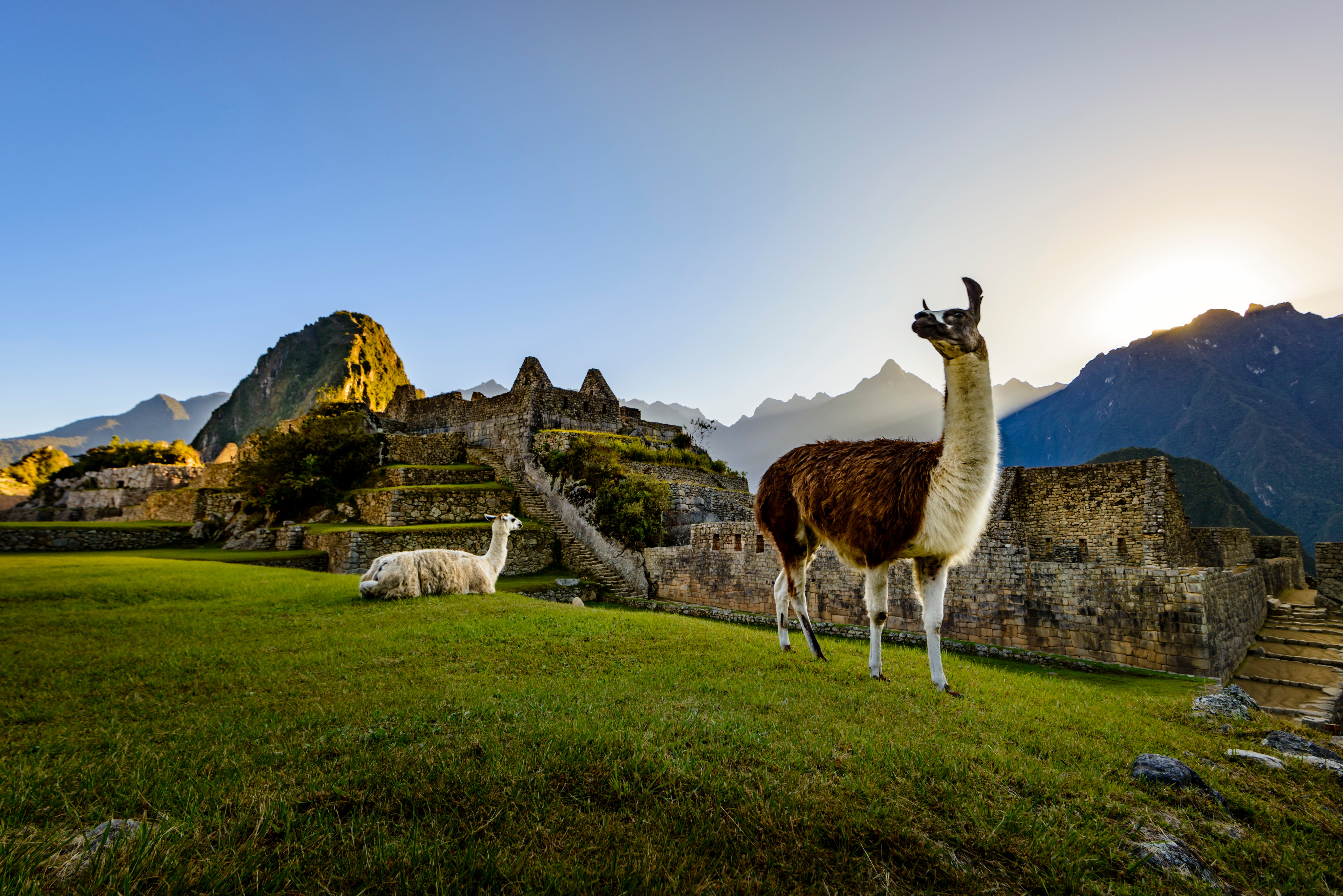 Llamas walking along the grass in the ruins of Machu Picchu in Peru