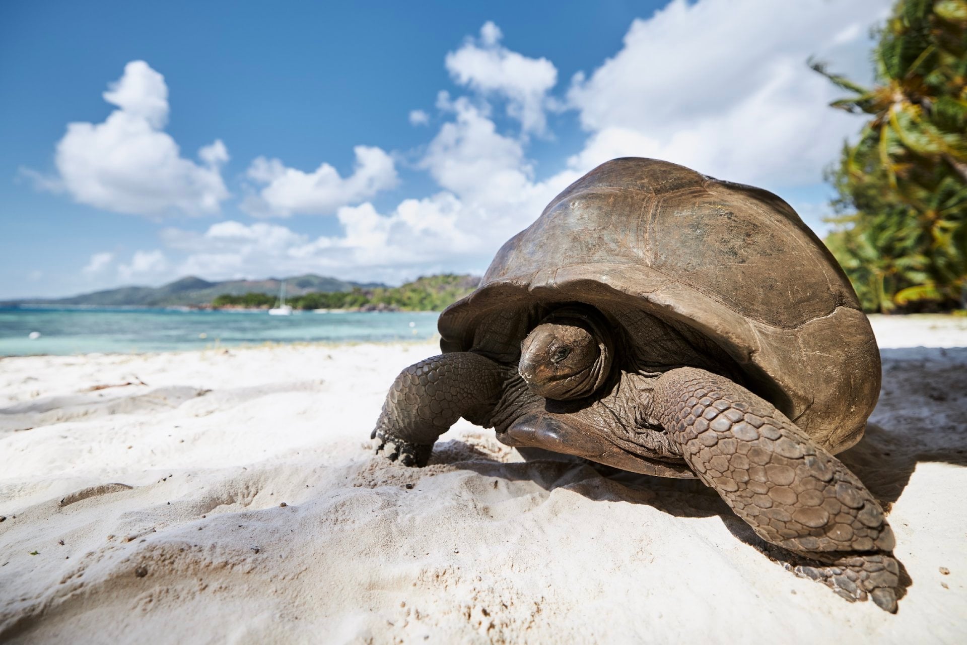 Aldabra giant tortoise on sand beach. Close-up view of turtle in Seychelles