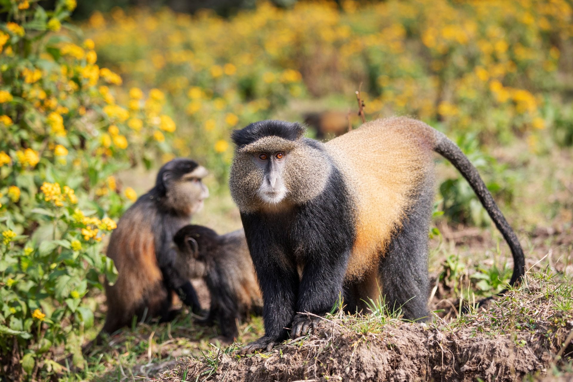 Golden monkeys in Volcanoes National Park Rwanda