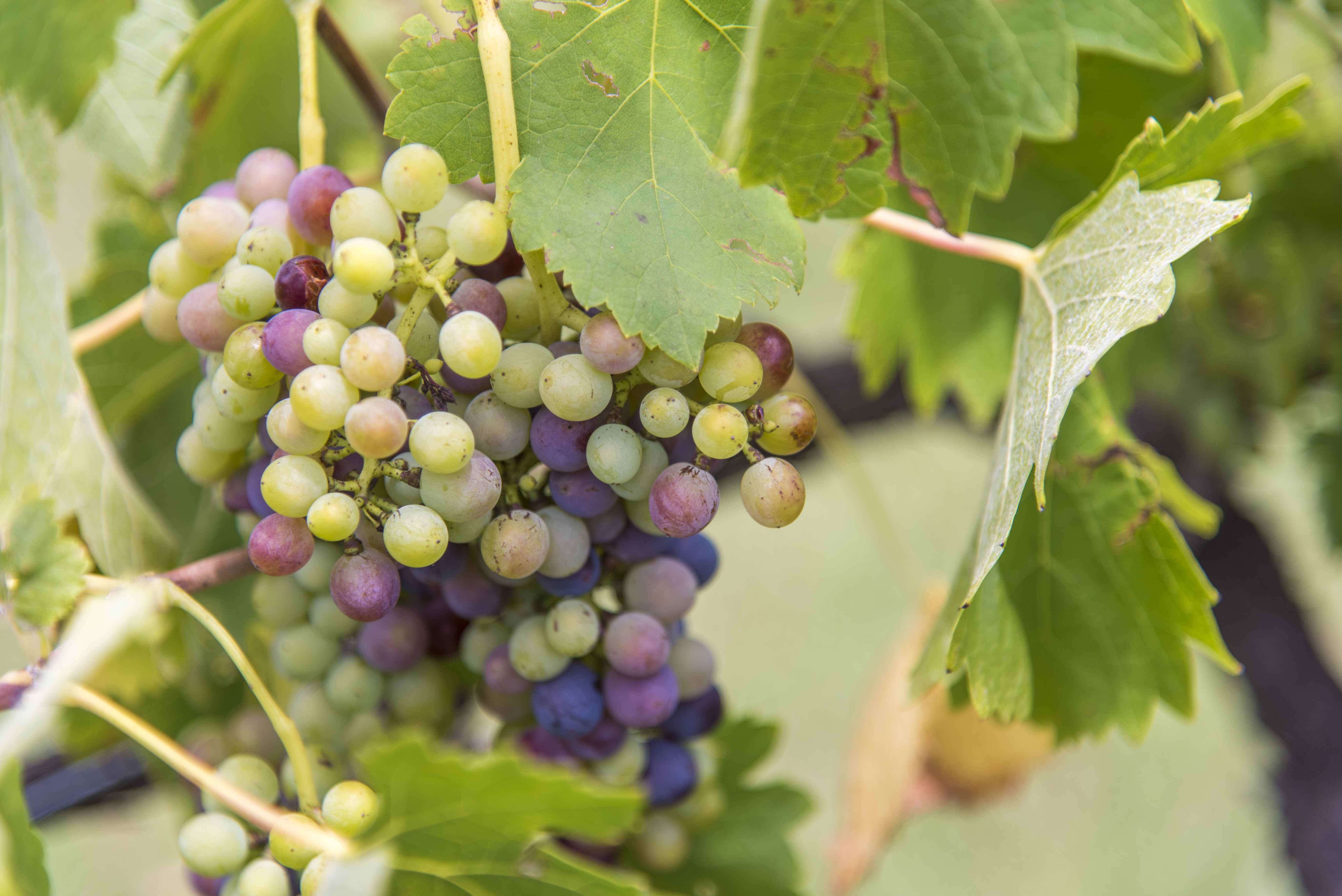 Grapes of the Hunter Valley Australia