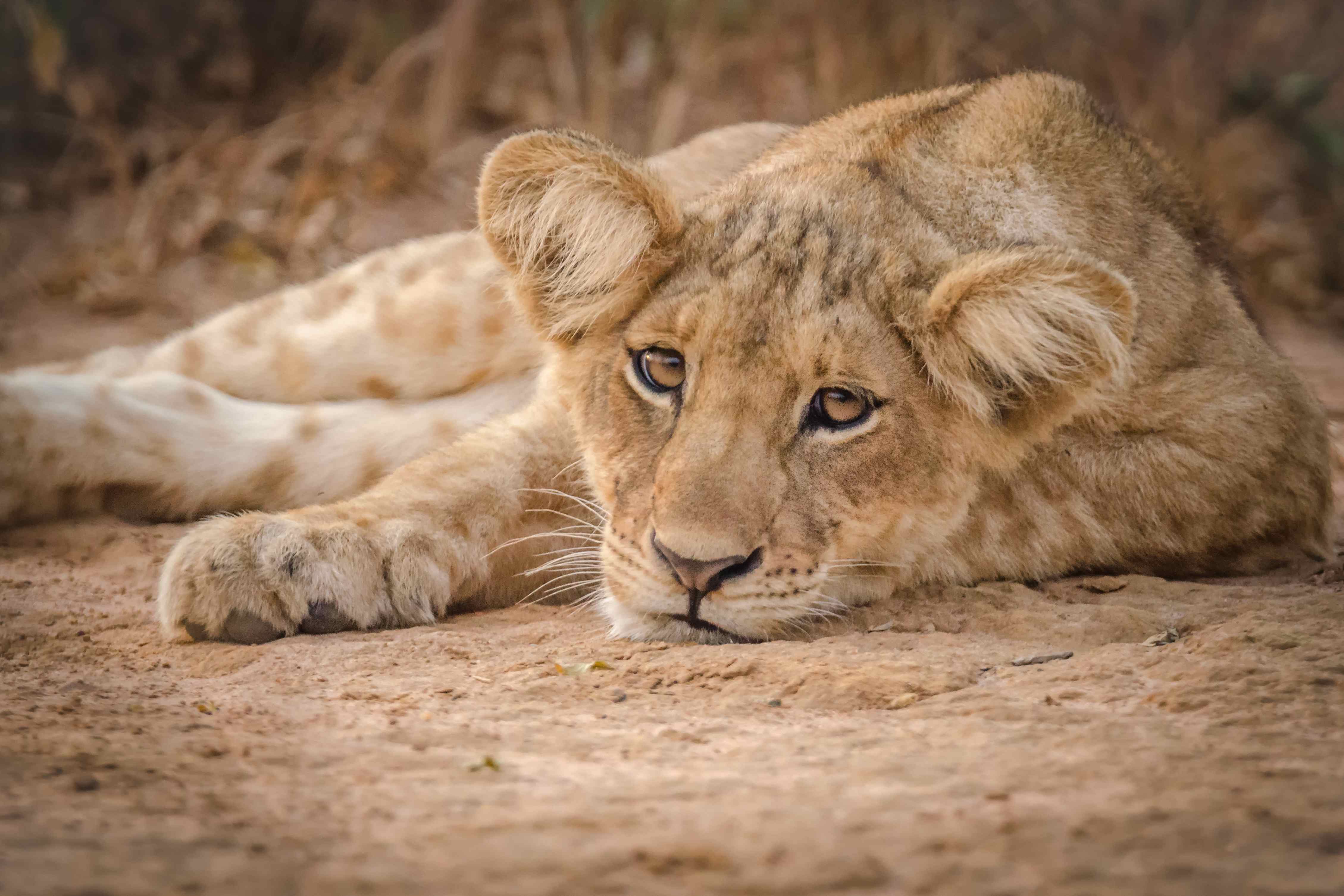 Lion cub relaxing Lion cub relaxing