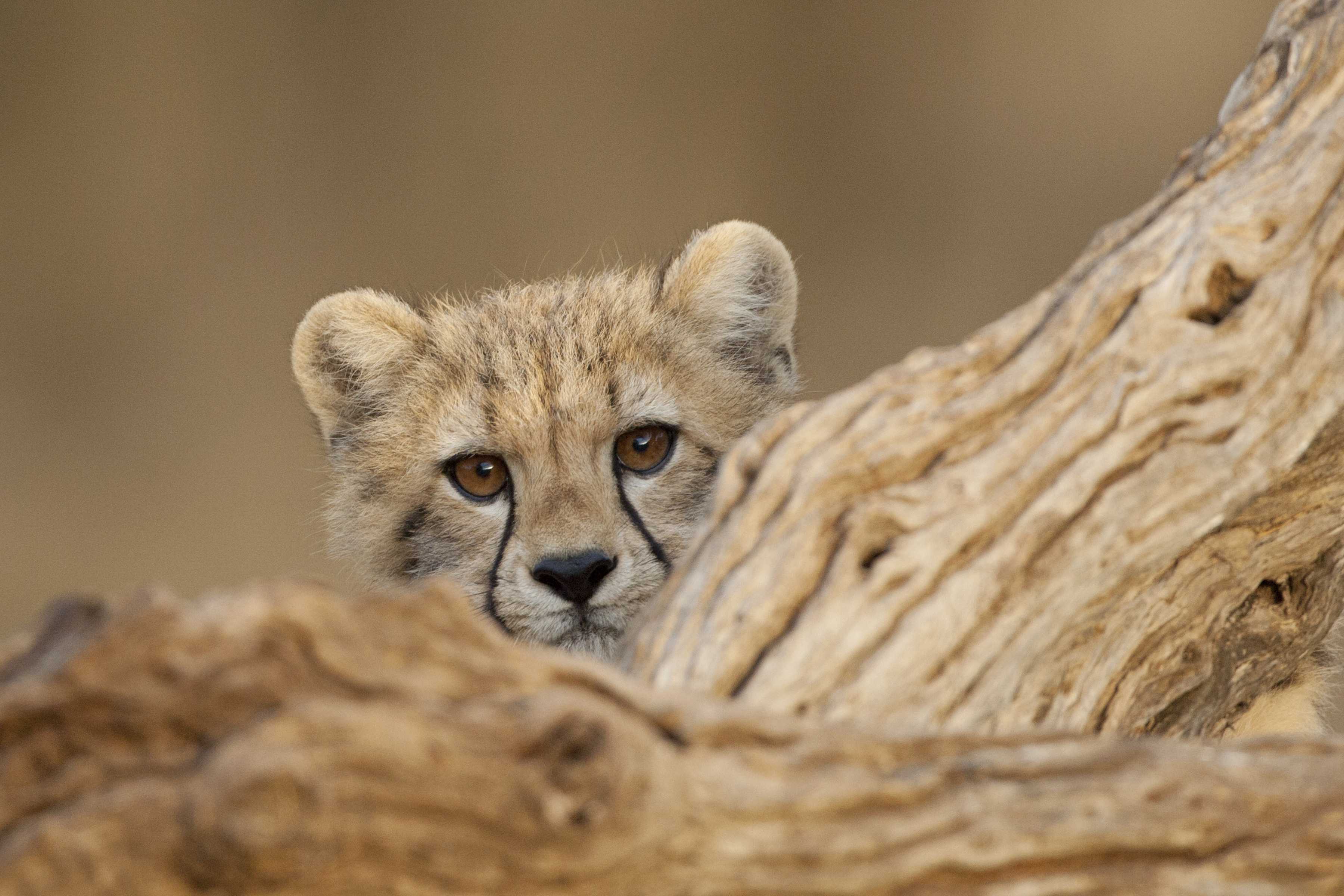 Cute cheetah cub looking over log