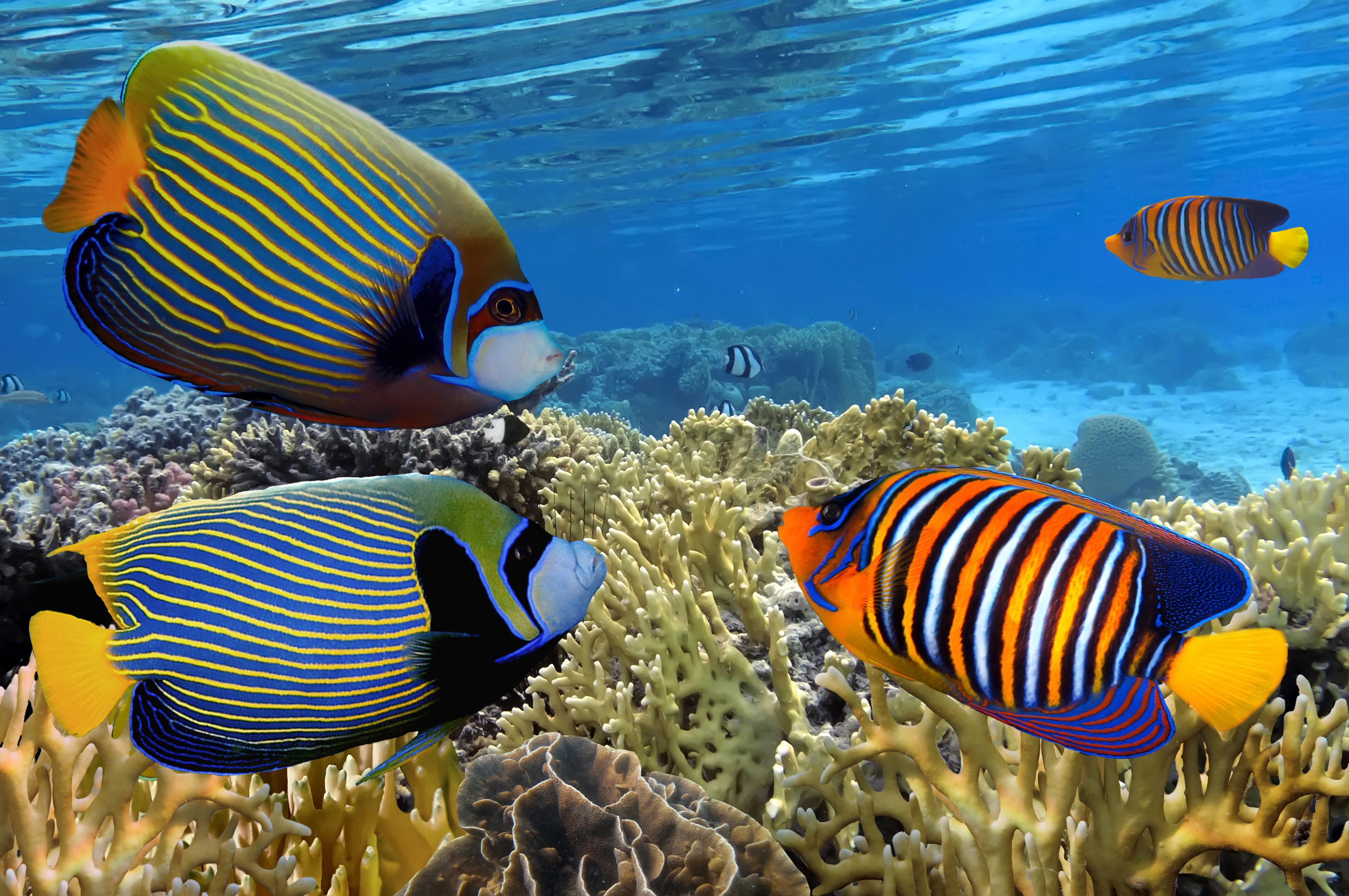 Great Barrier Reef