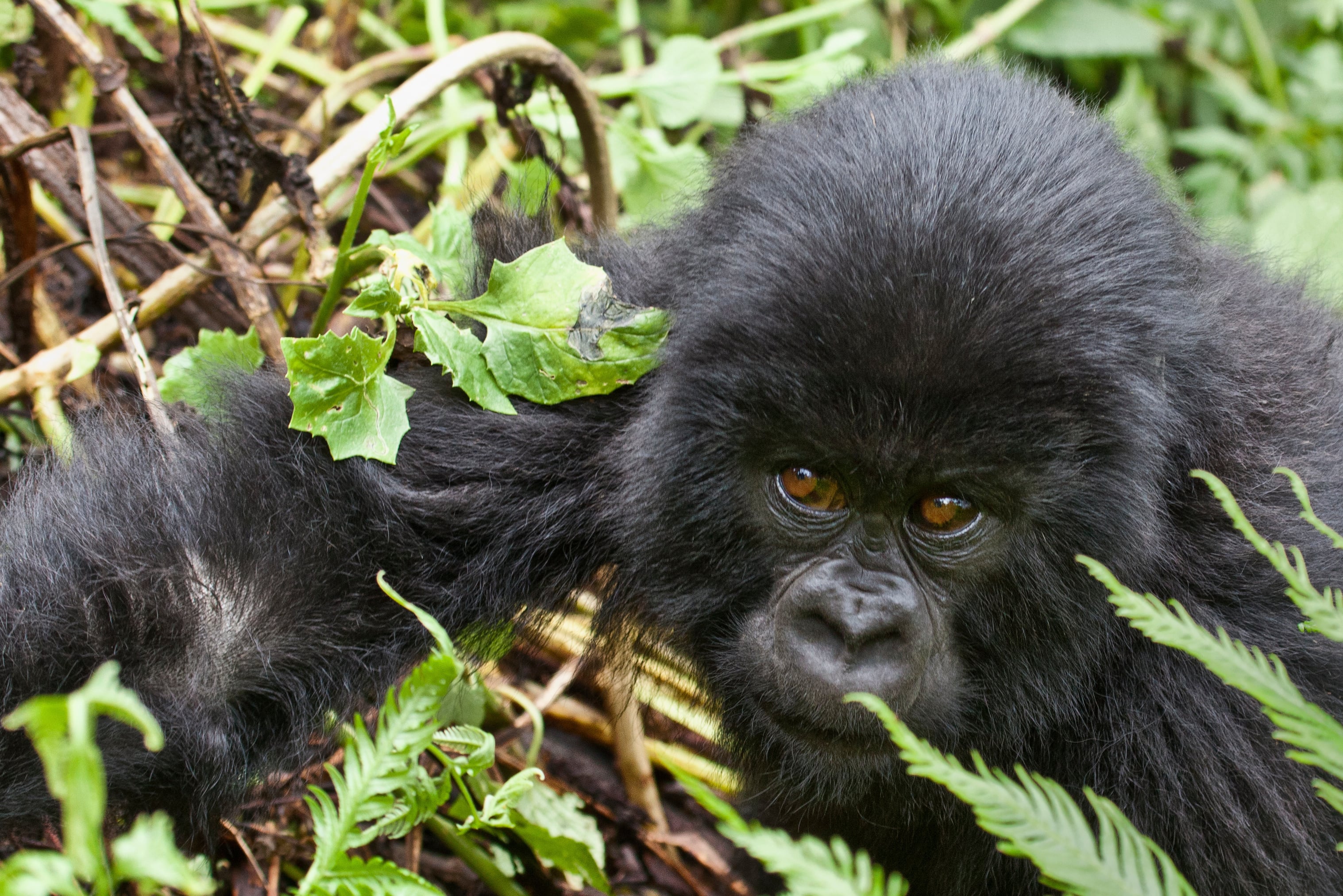Mountain Gorillas are classified as critically endangered, with only around 1,000 individuals remaining in the wild.
