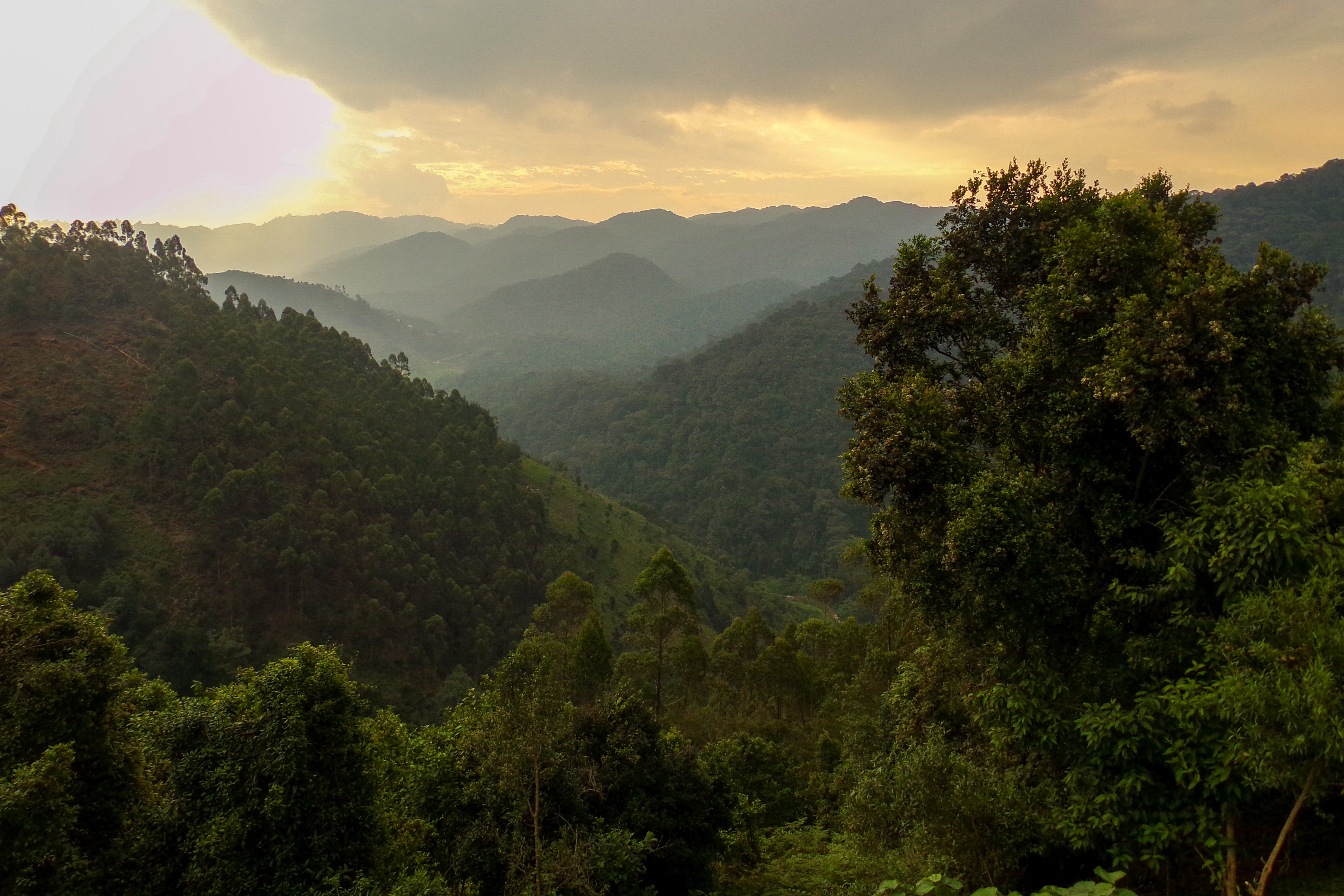 Bwindi Impenetrable Forest