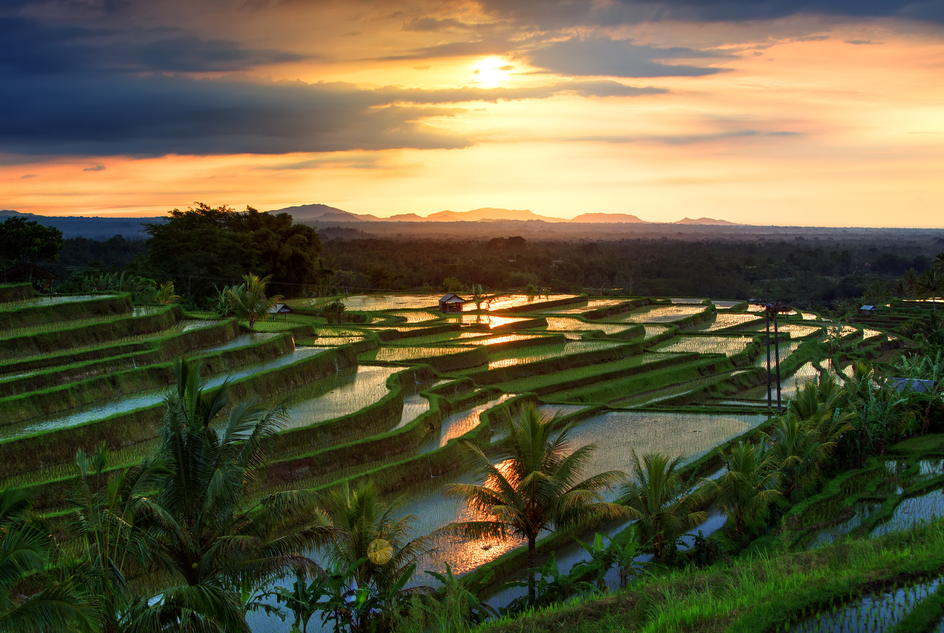Jatiluwih Rice terraces