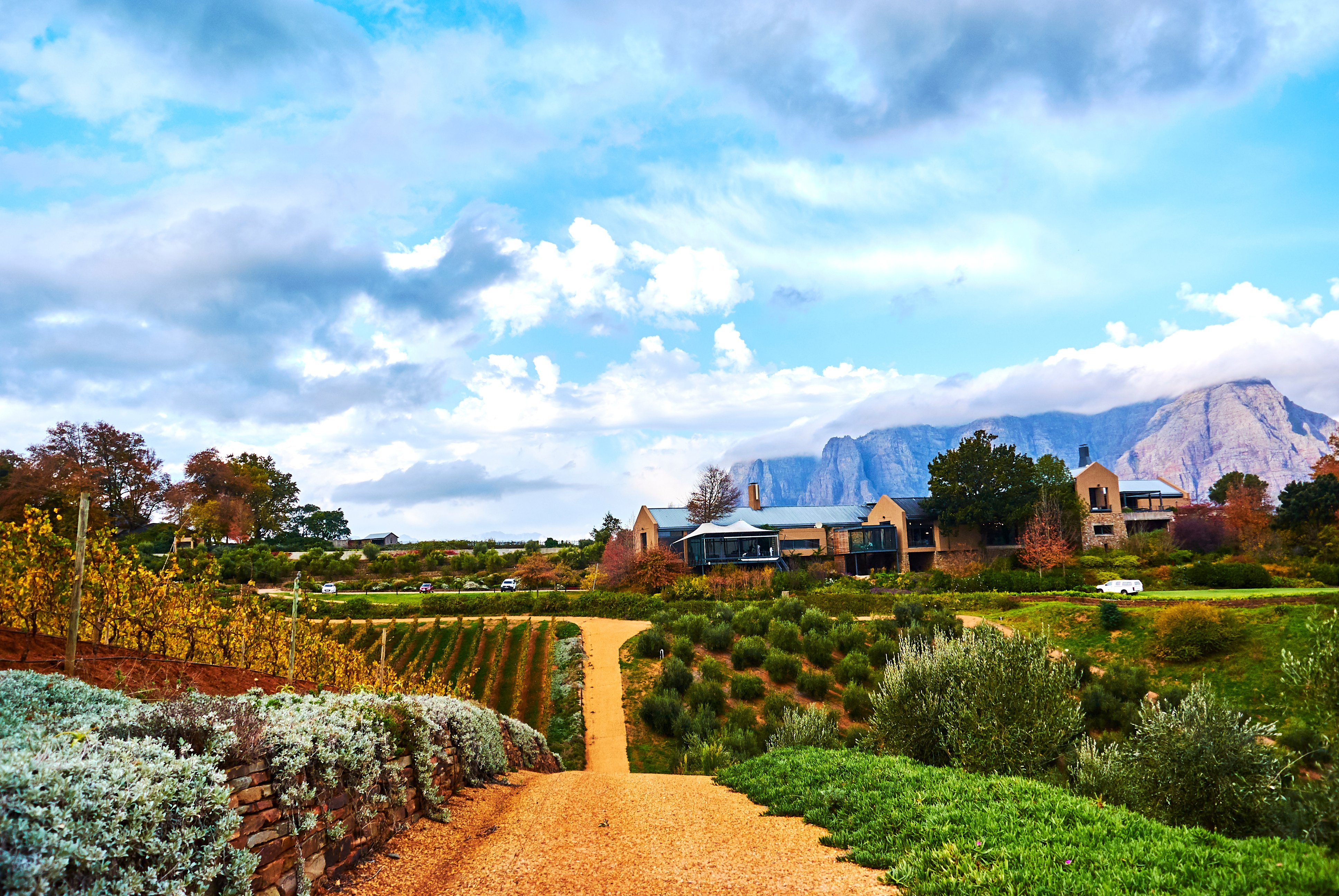 Vineyard mountains in Stellenbosch.