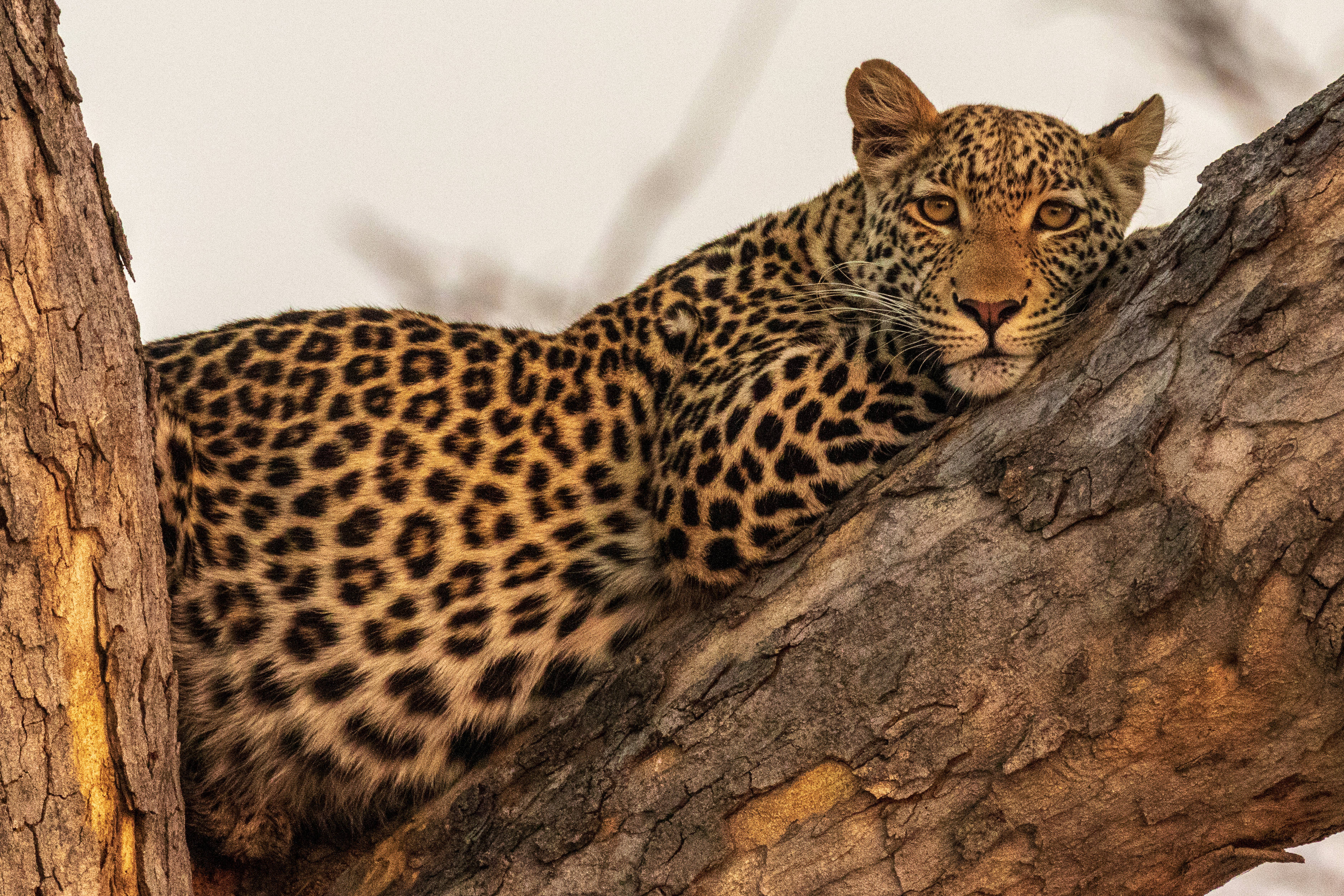 Leopard camouflaged against the tree's bark while waiting for a prey.