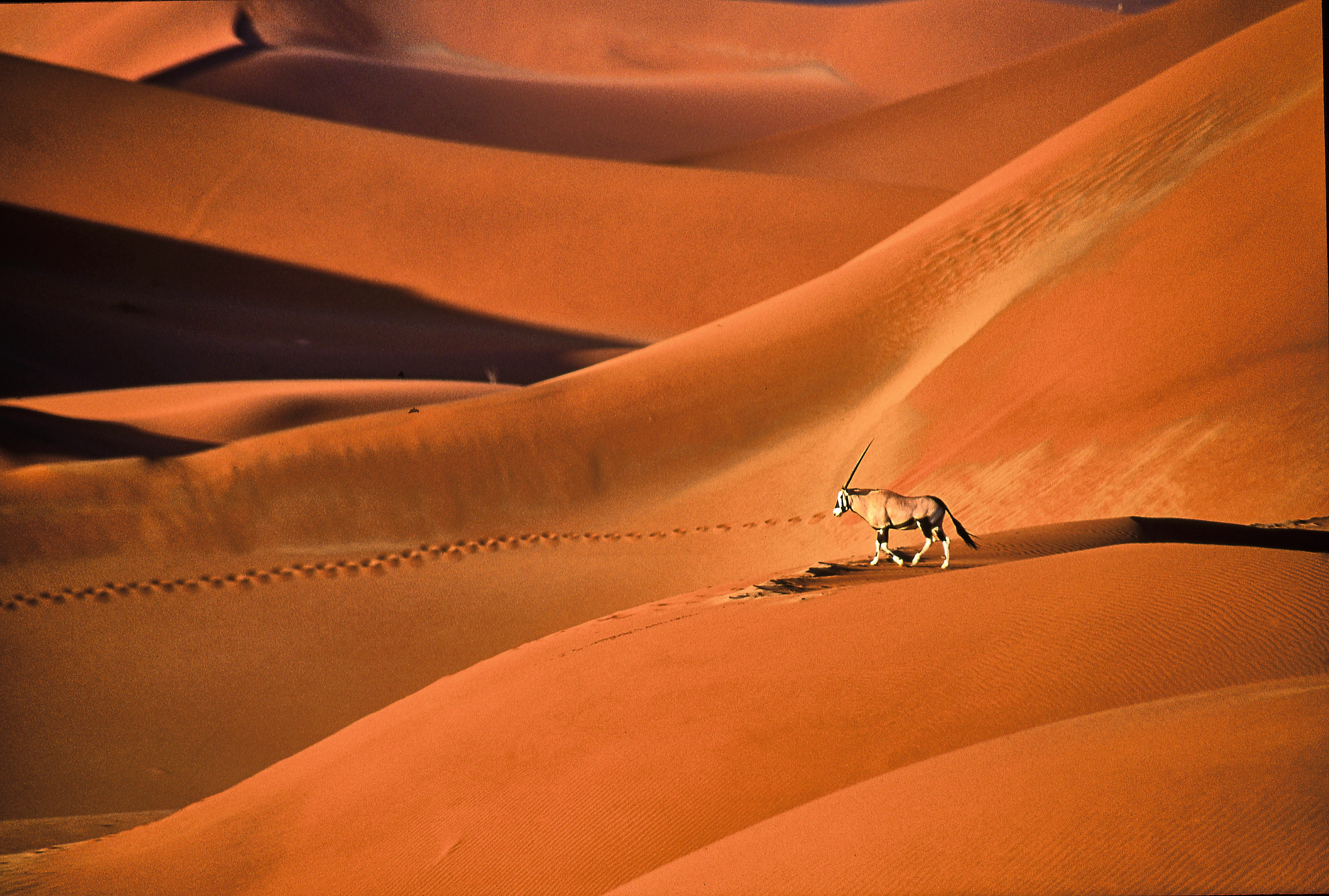 Oryx gazella walks over beautiful red sand dunes.