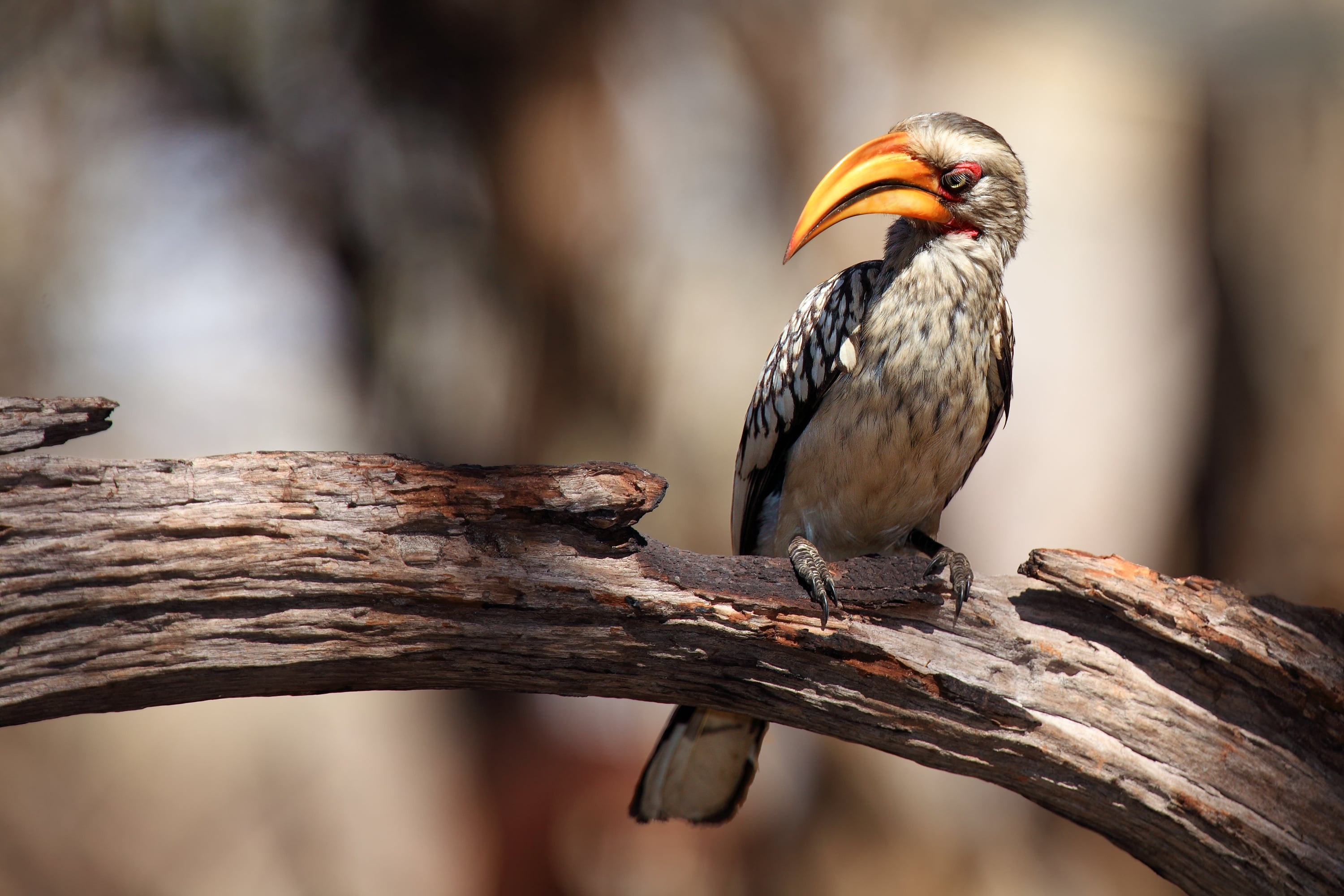 African hornbill sitting on a branch