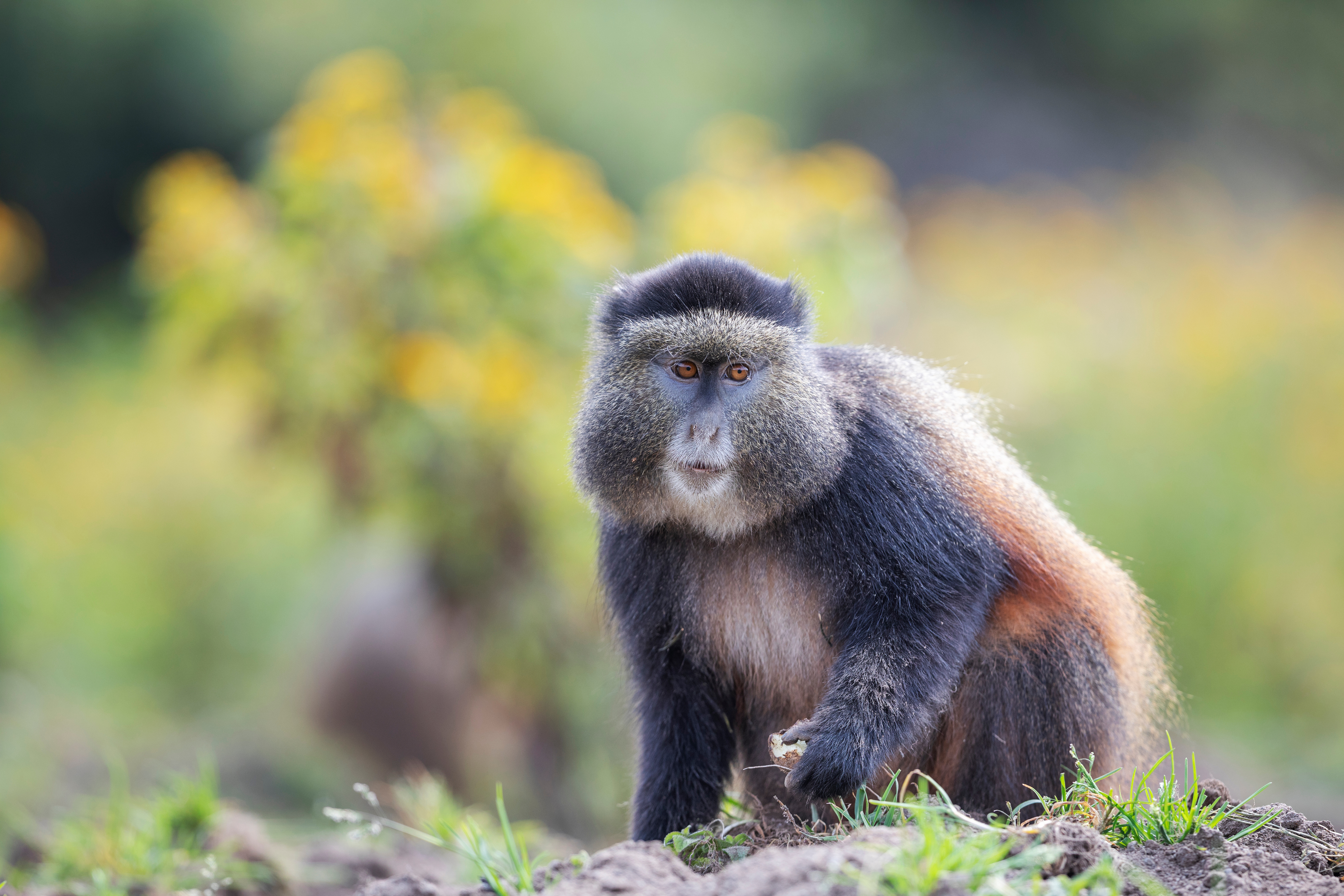 A golden monkey enjoying a nut.