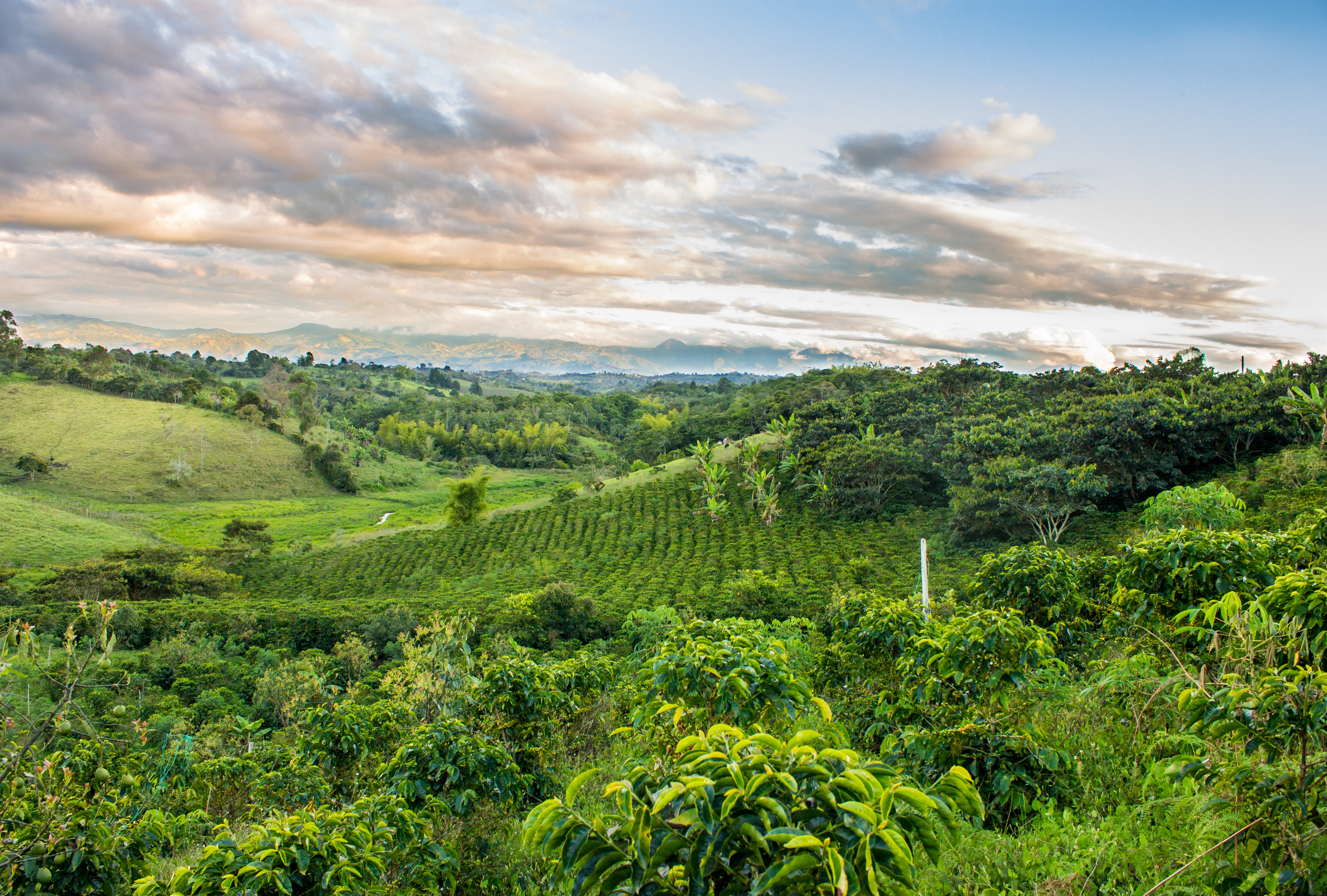 View across green lush coffee plantation
