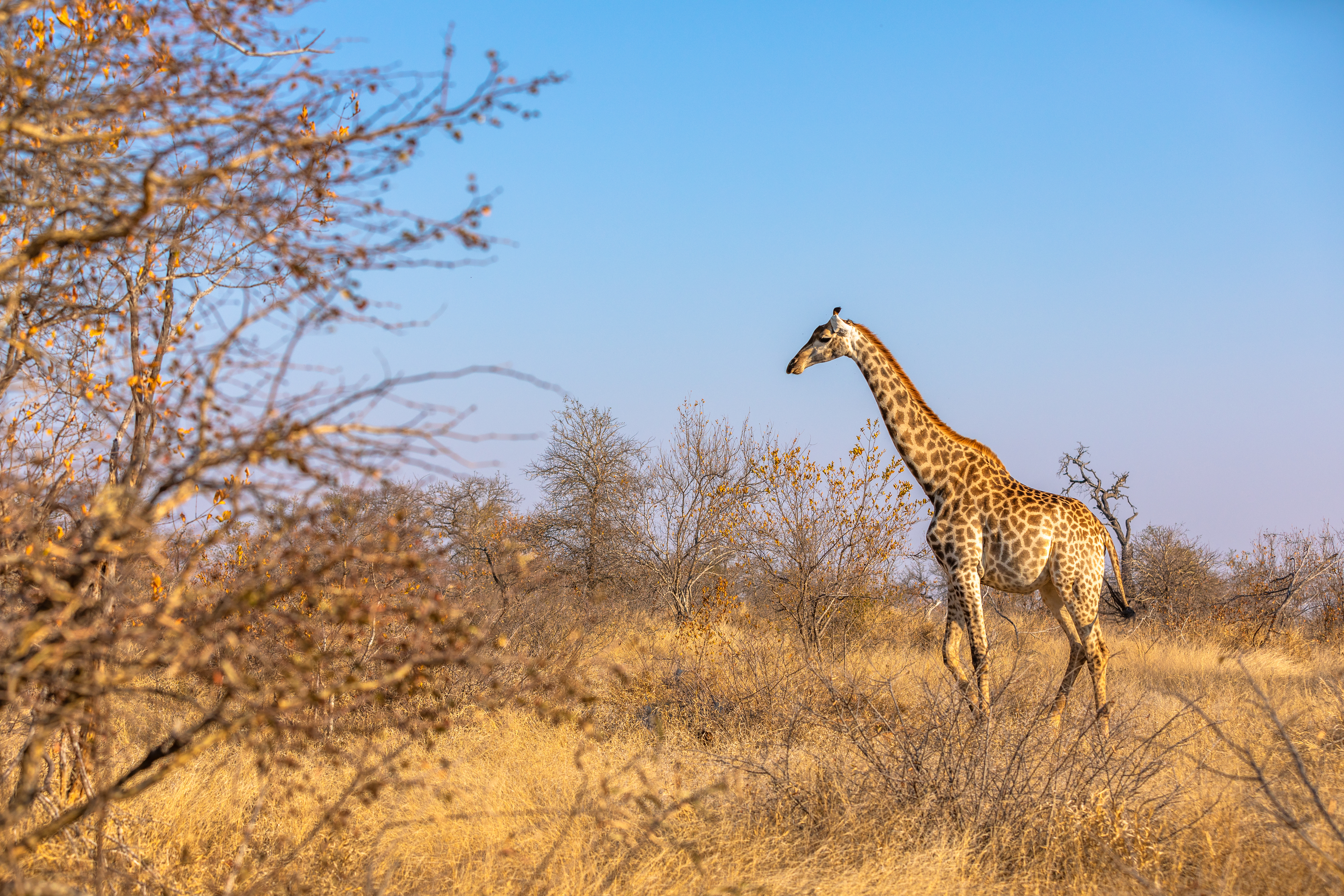 The giraffe strolls gracefully across the sun-kissed African Savanna.