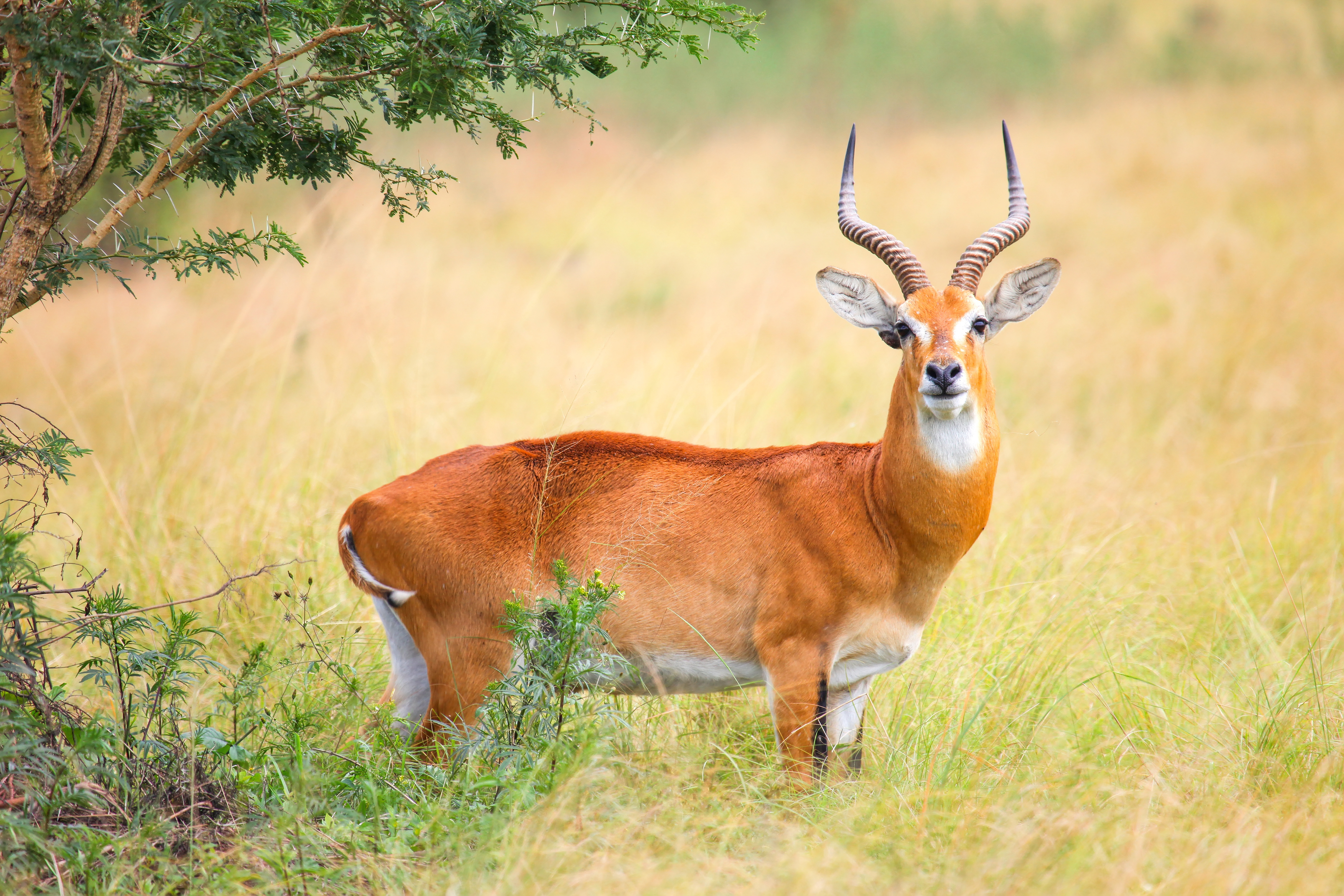 Graceful Ugandan kob captured in its natural habitat.