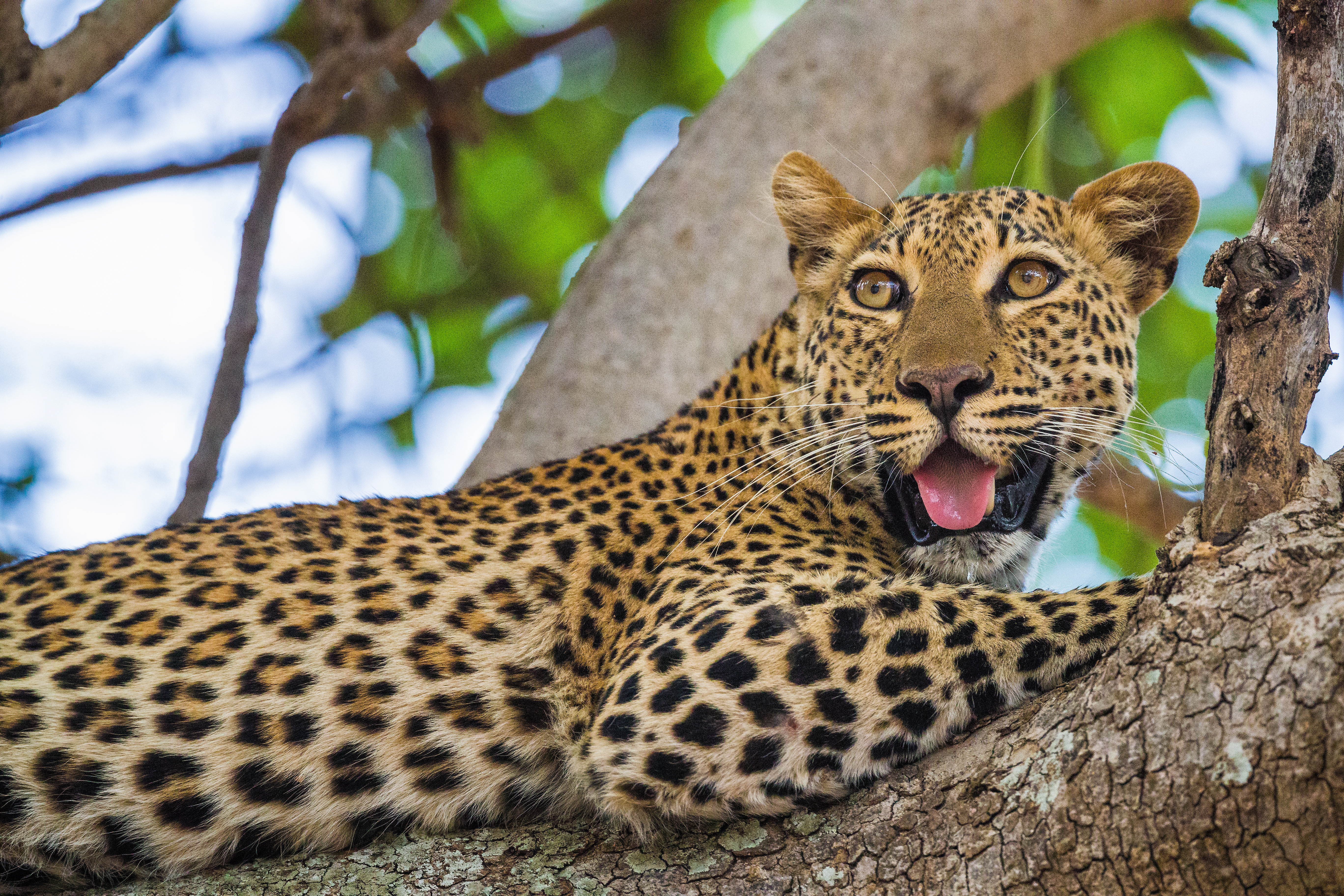 Leopard resting in a tree.