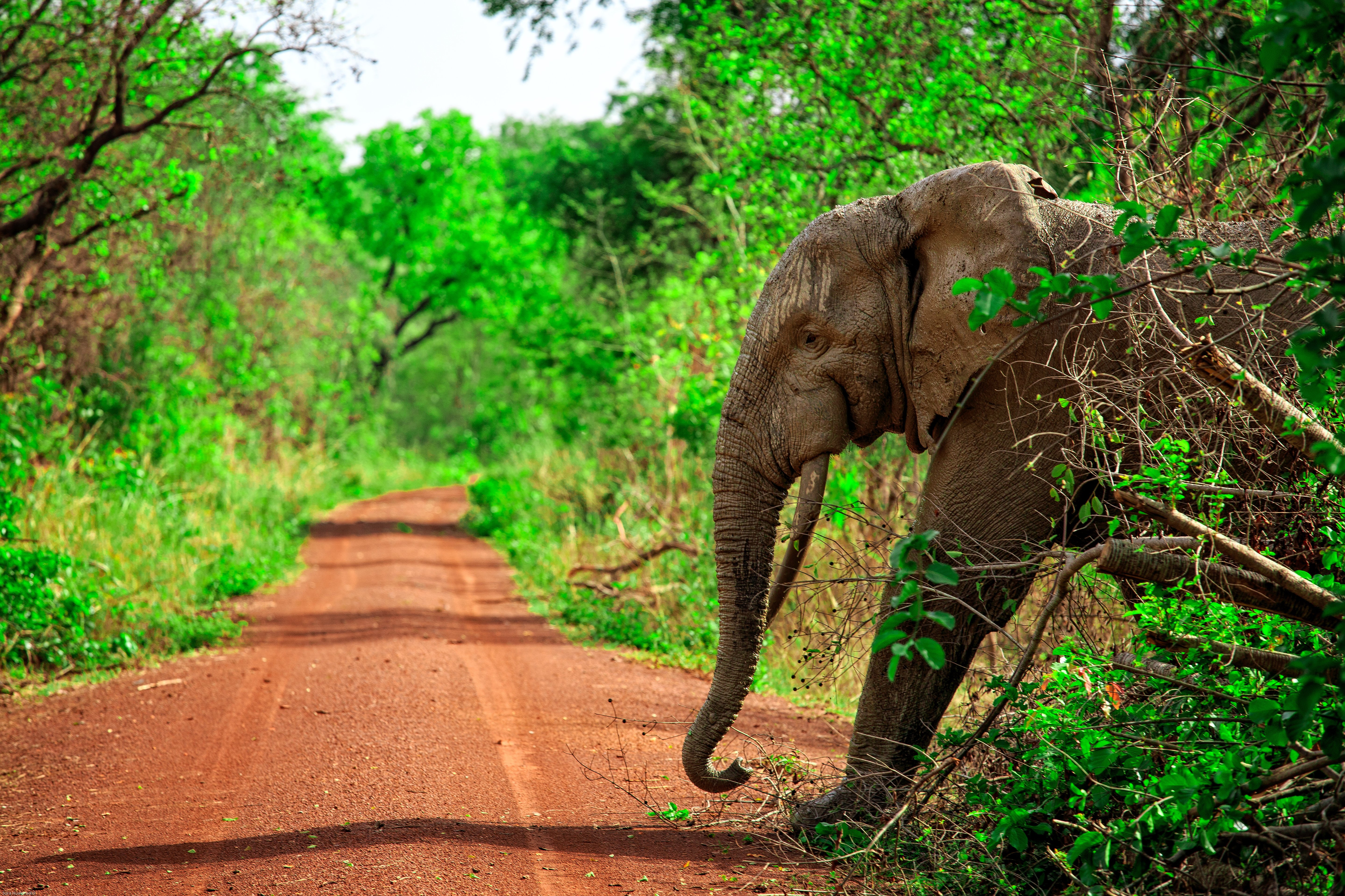 An elephant gracefully crossing a road portraying the majestic beauty of wildlife
