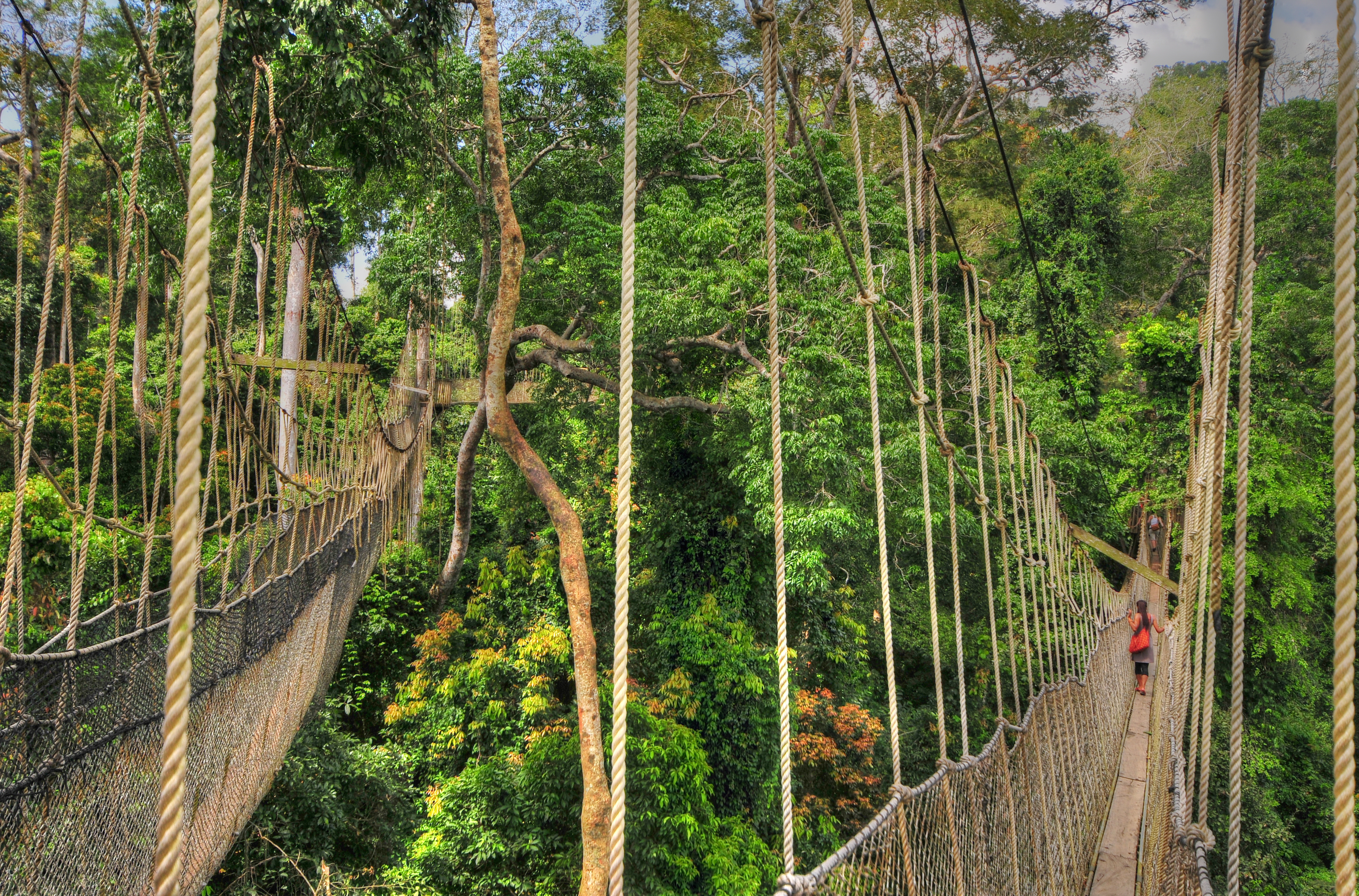 Kakum's Canopy Walkway, a thrilling aerial adventure above the rainforest