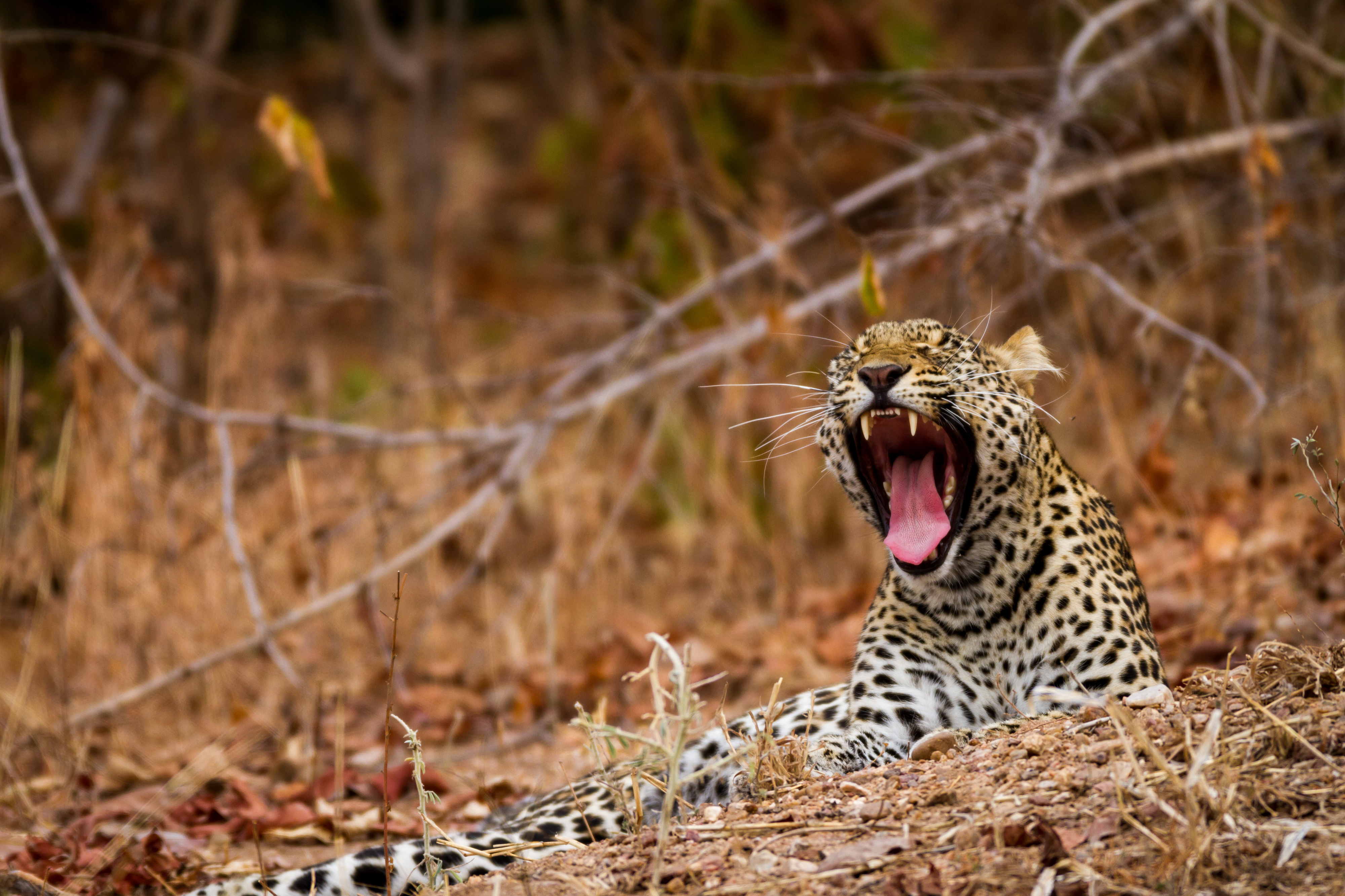 Leopard, Zambia