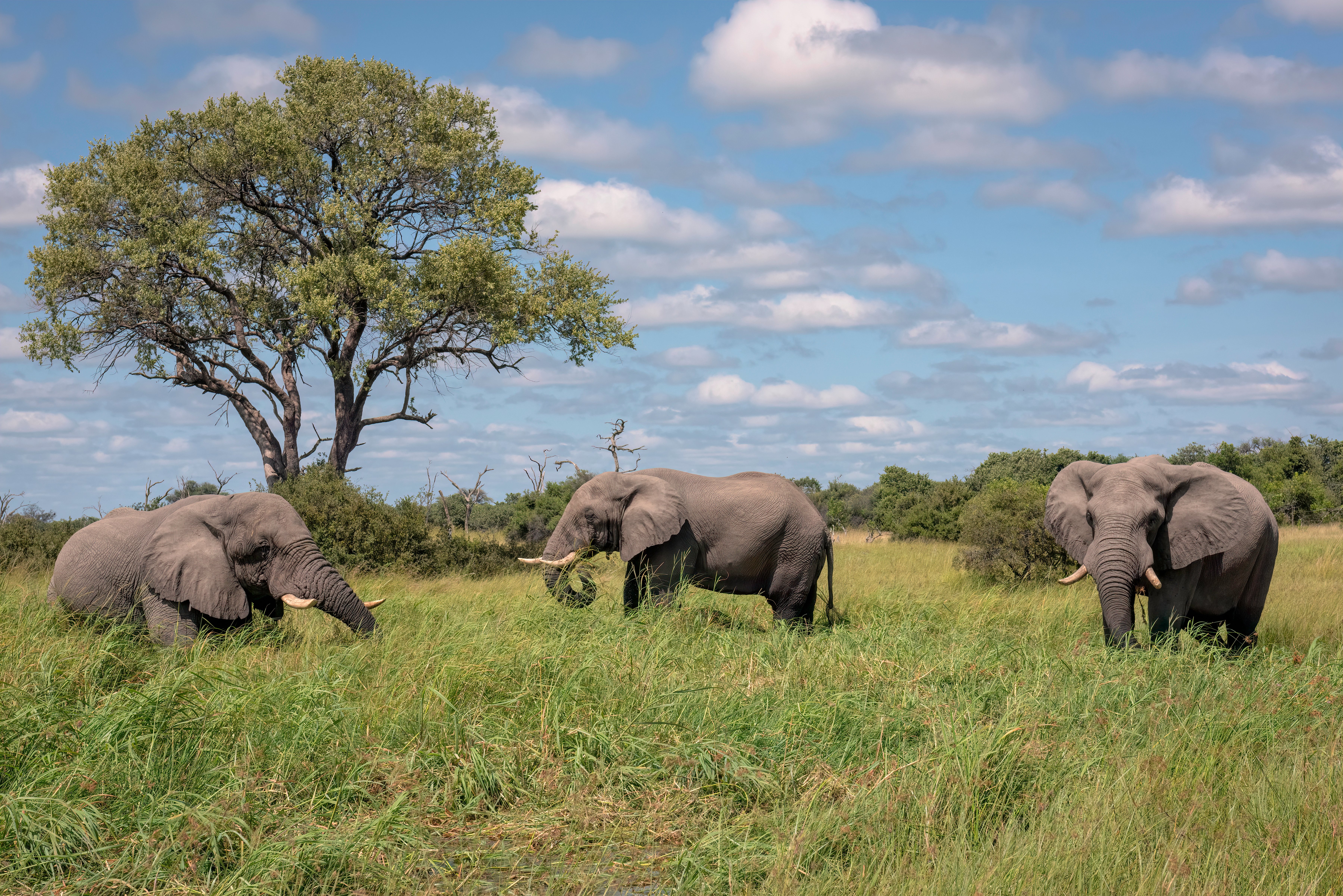African bush elephant, Okavango Delta