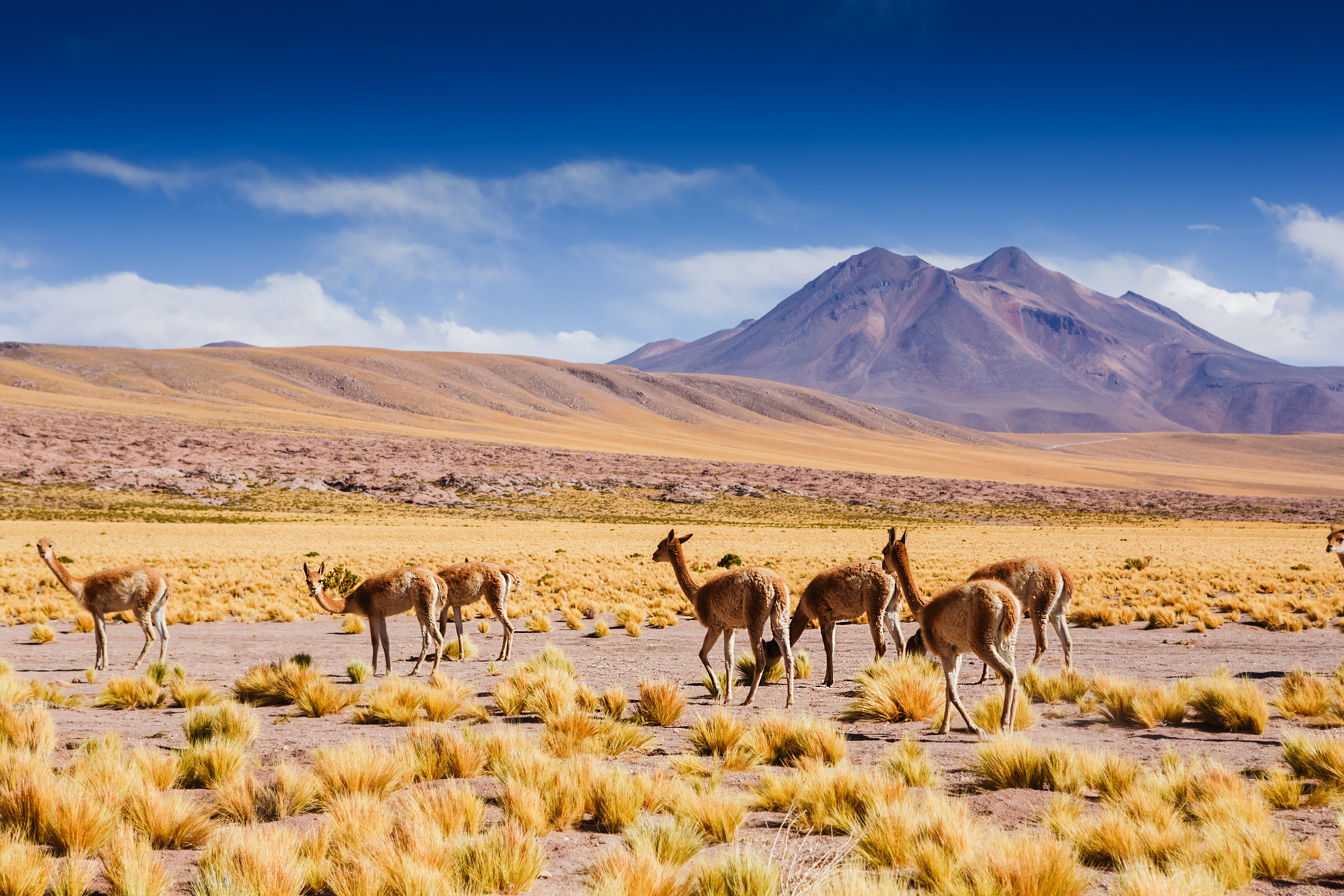 Atacama Desert, Chile