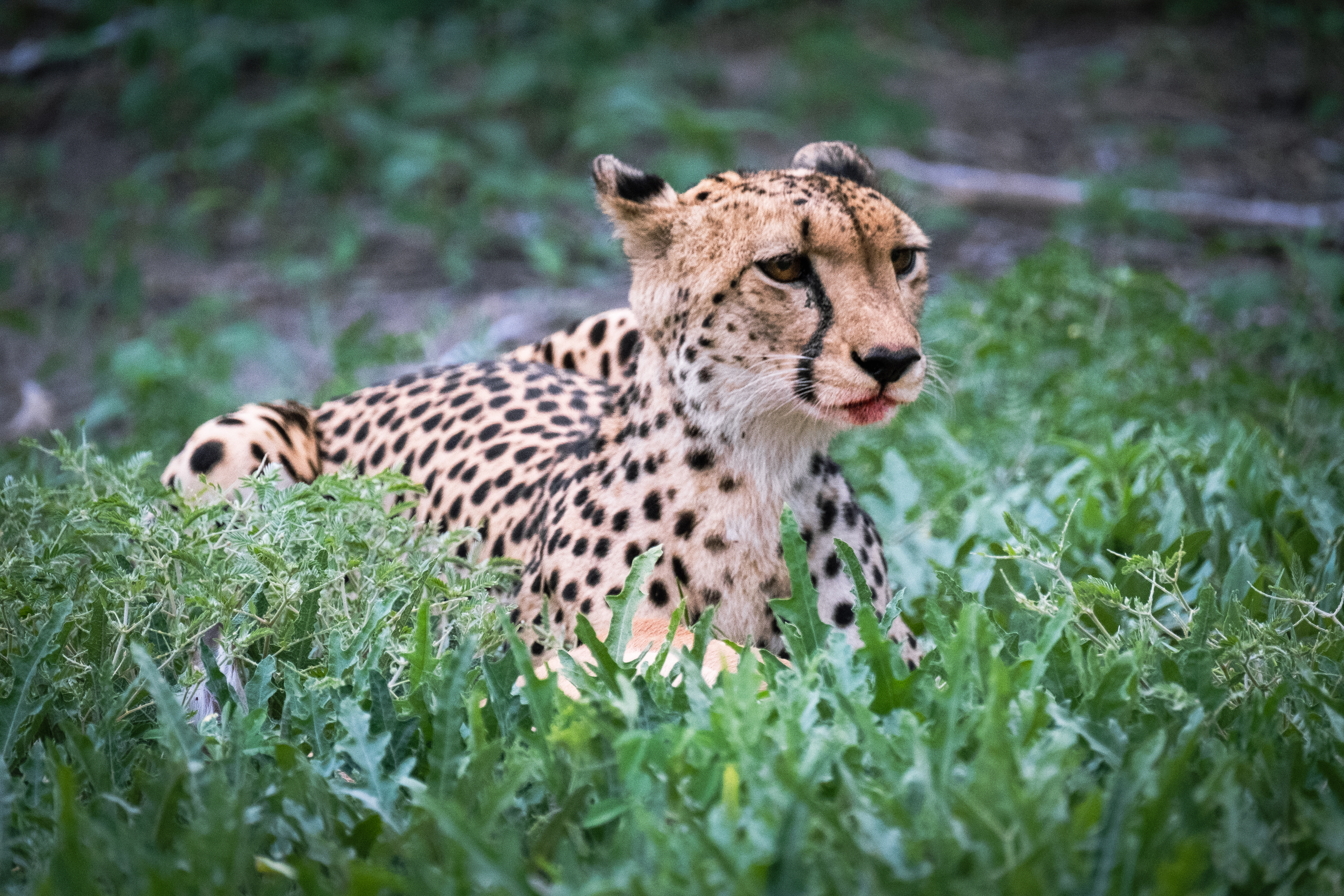 Cheetah, Moremi Nature Reserve