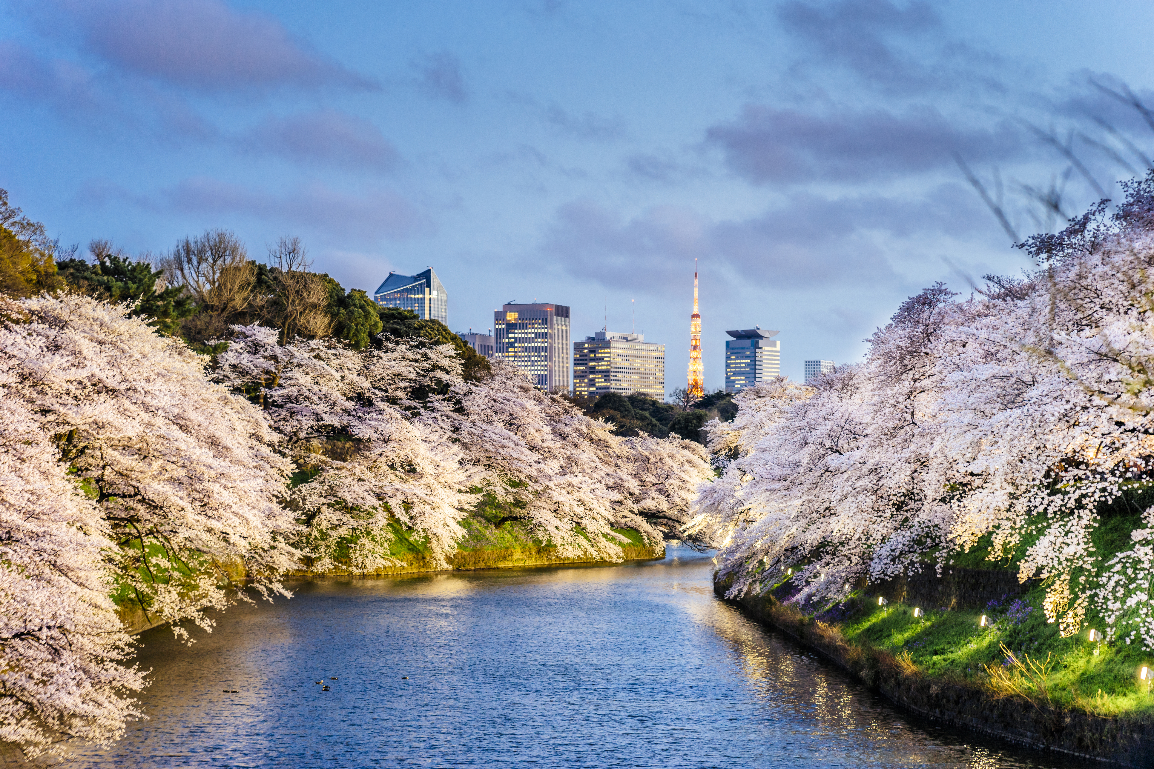 Cherry Blossoms in Tokyo