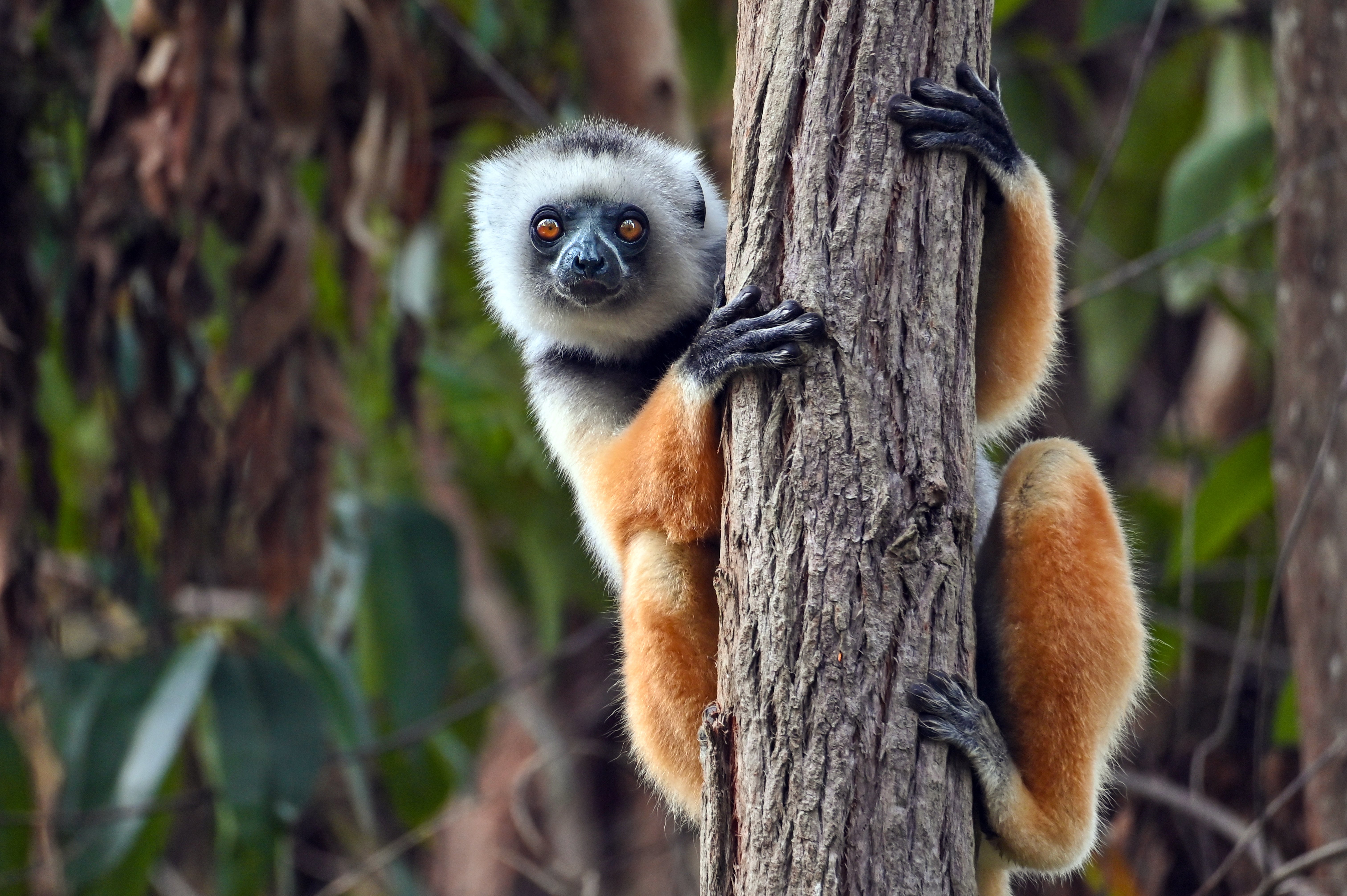Diademed sifaka lemur