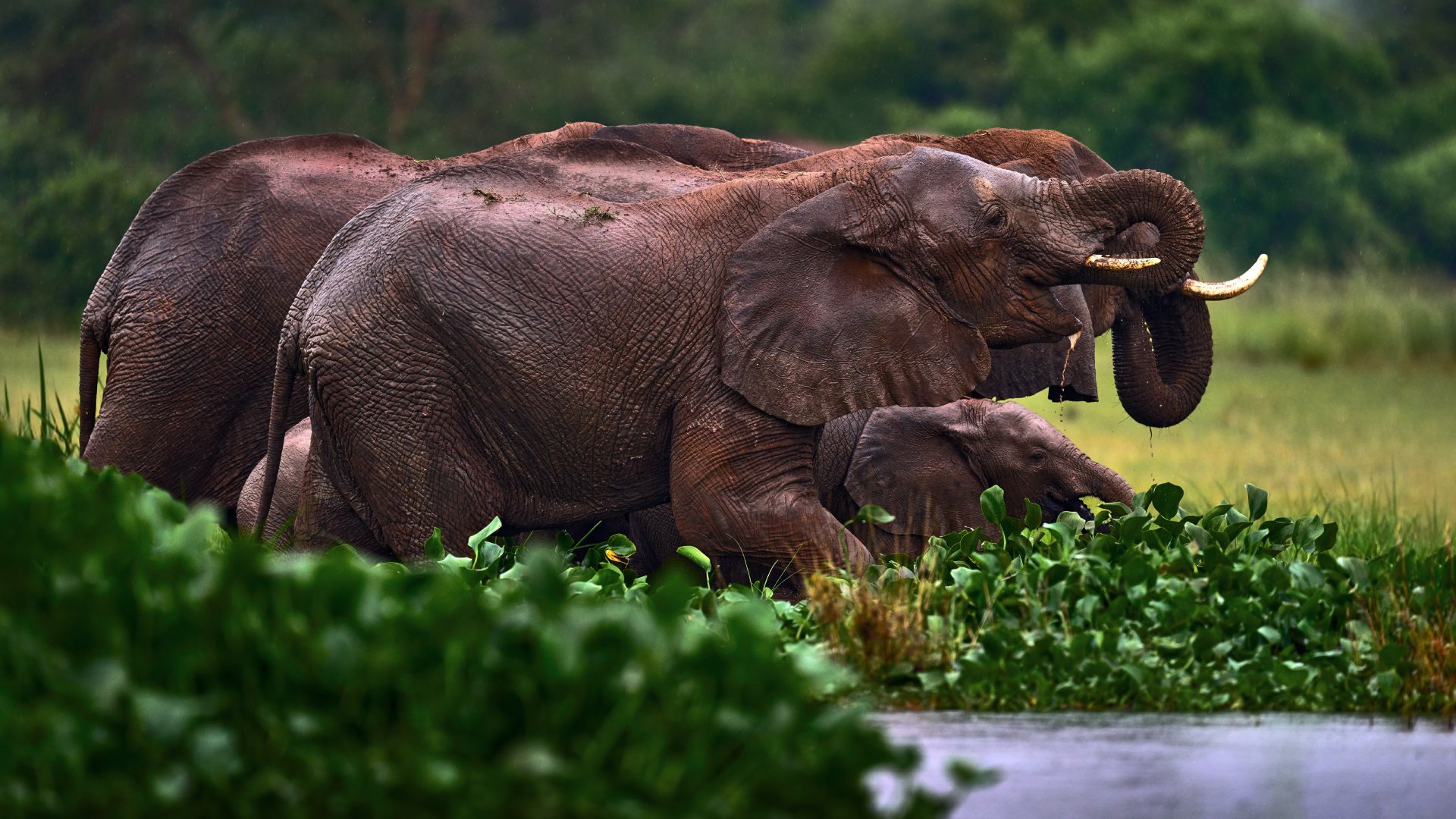 Elephants, Zambia