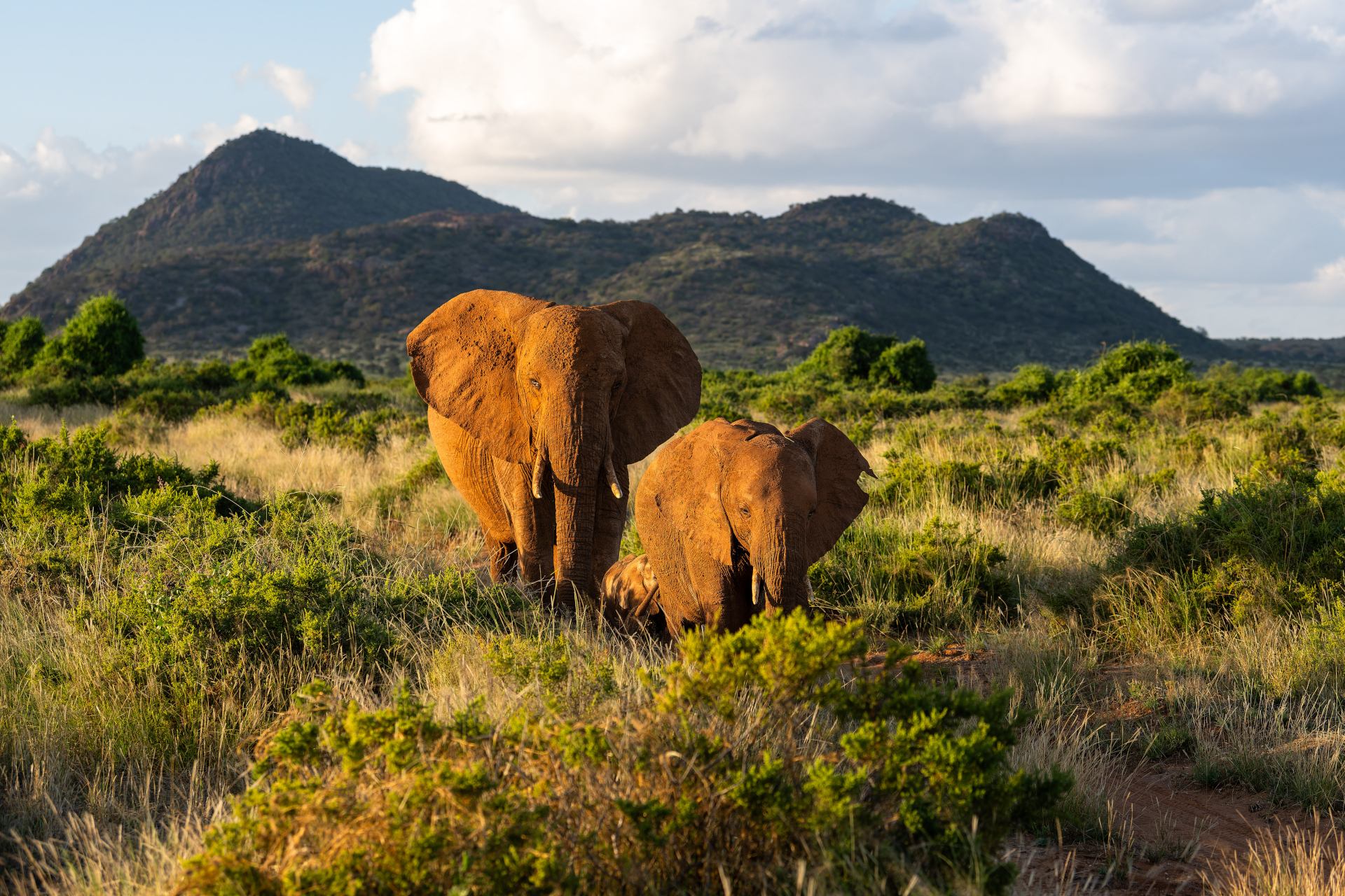 Elephant in Samburu National Reserve