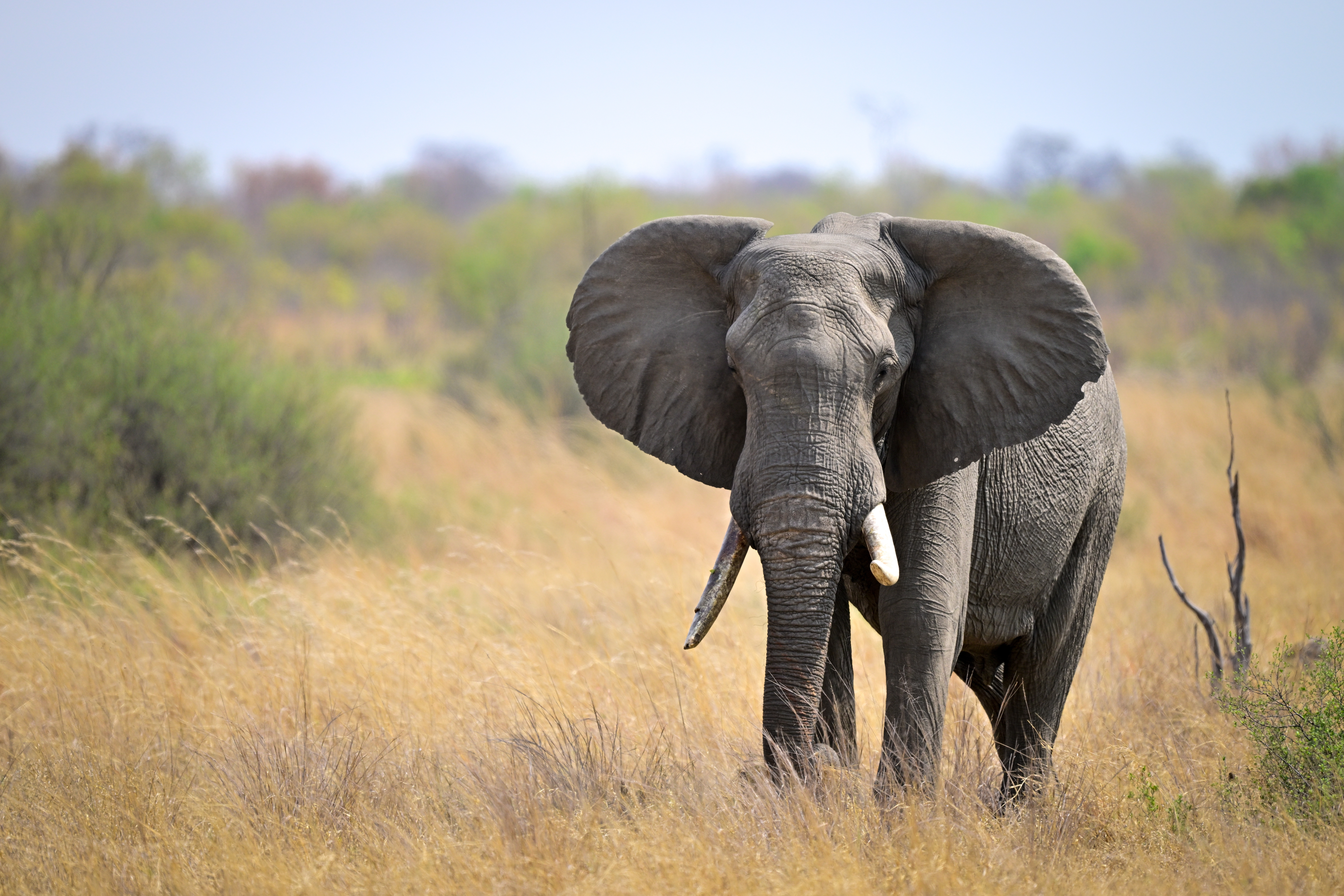 Elephant on the Serengeti Savanna