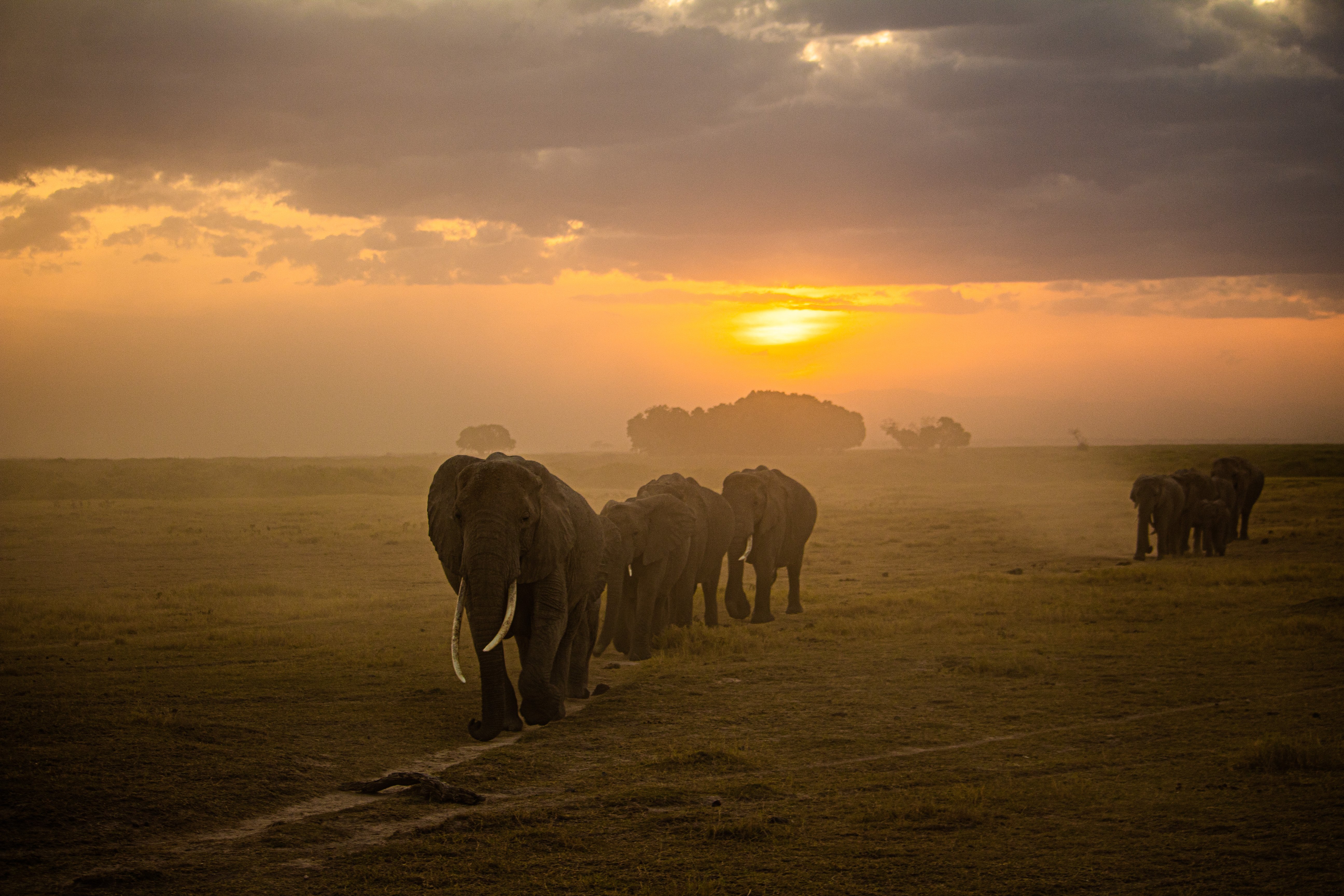 Admire the wildlife in Serengeti National Park
