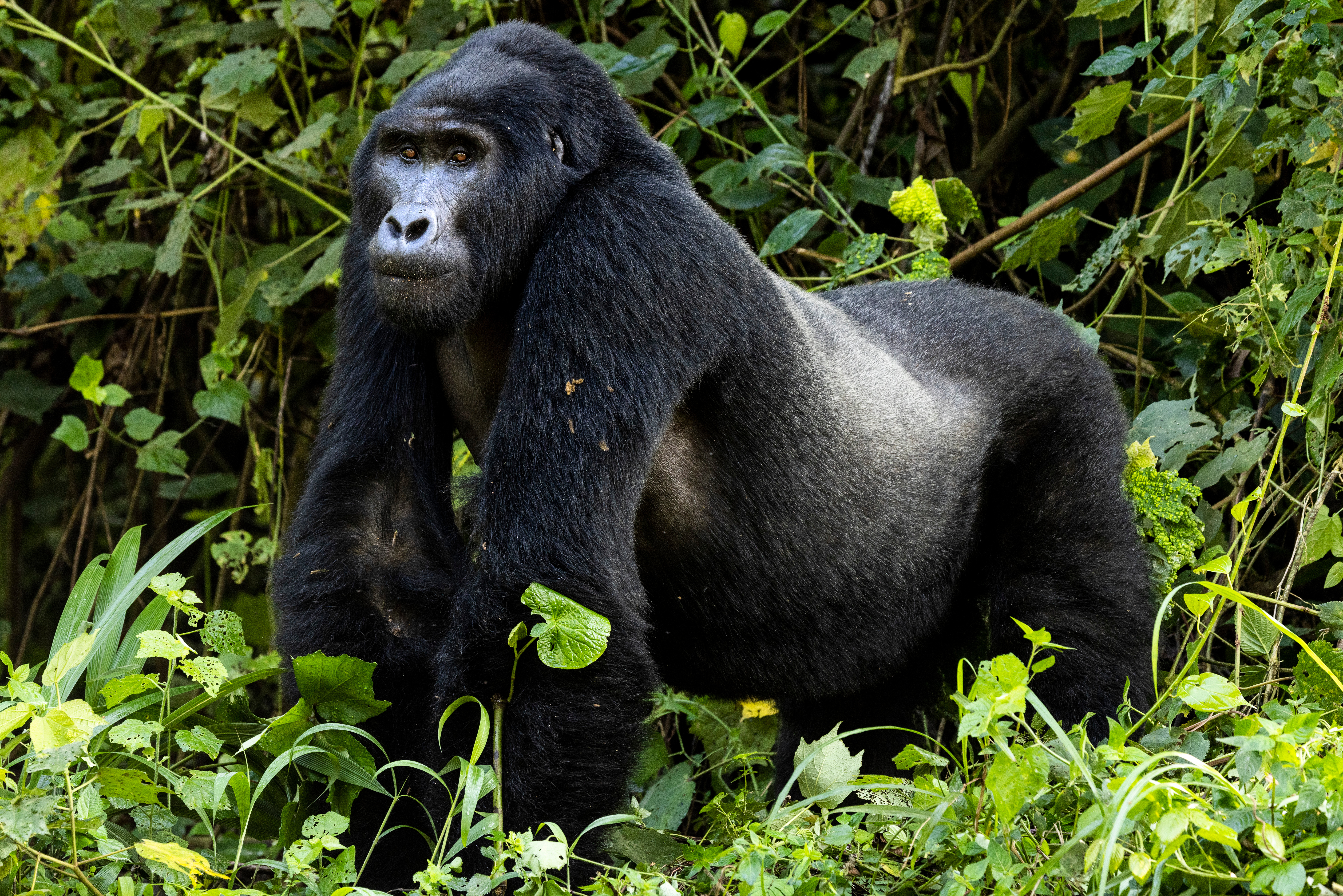 Endangered silverback mountain gorilla in Uganda