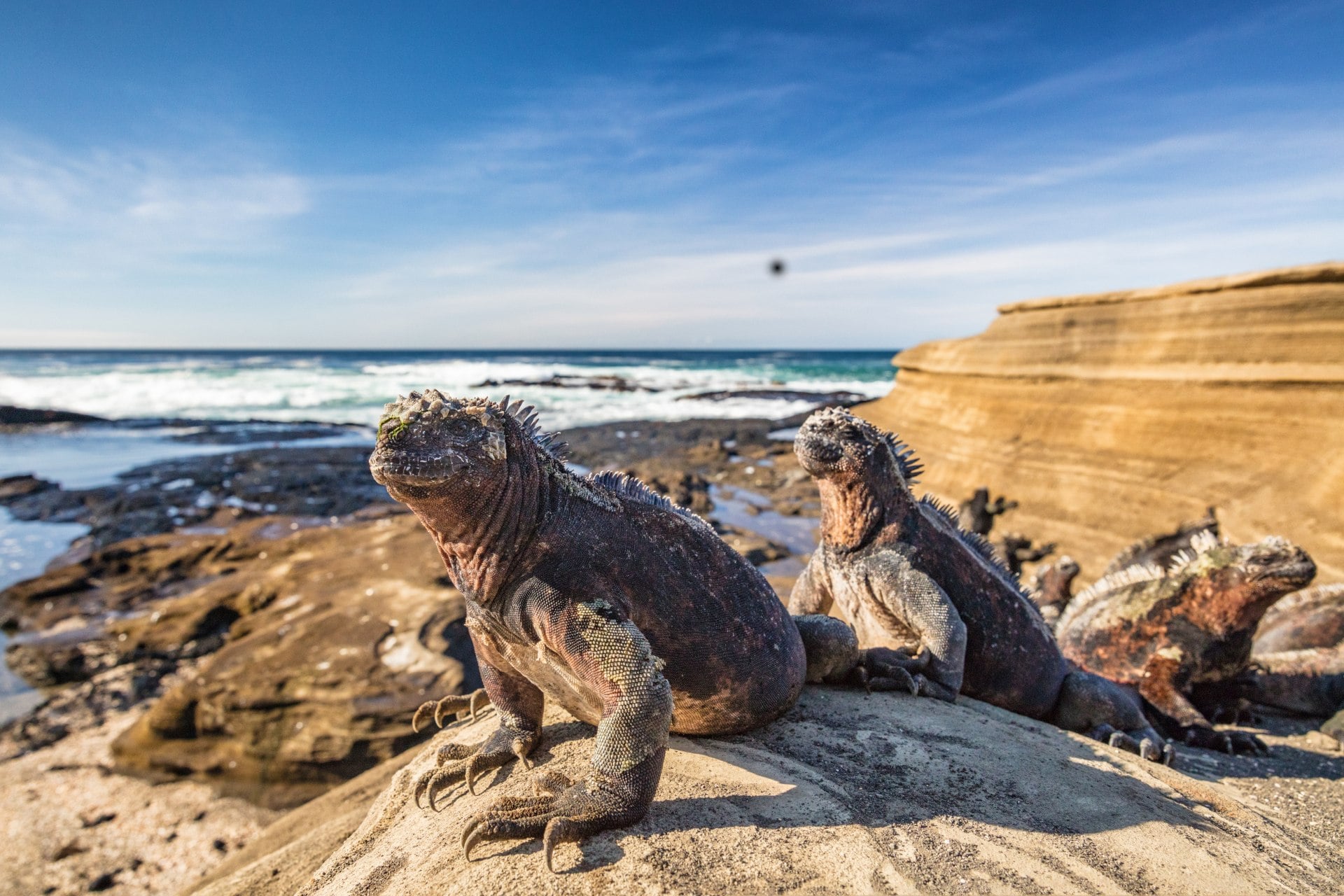 Galapagos Marine Iguana
