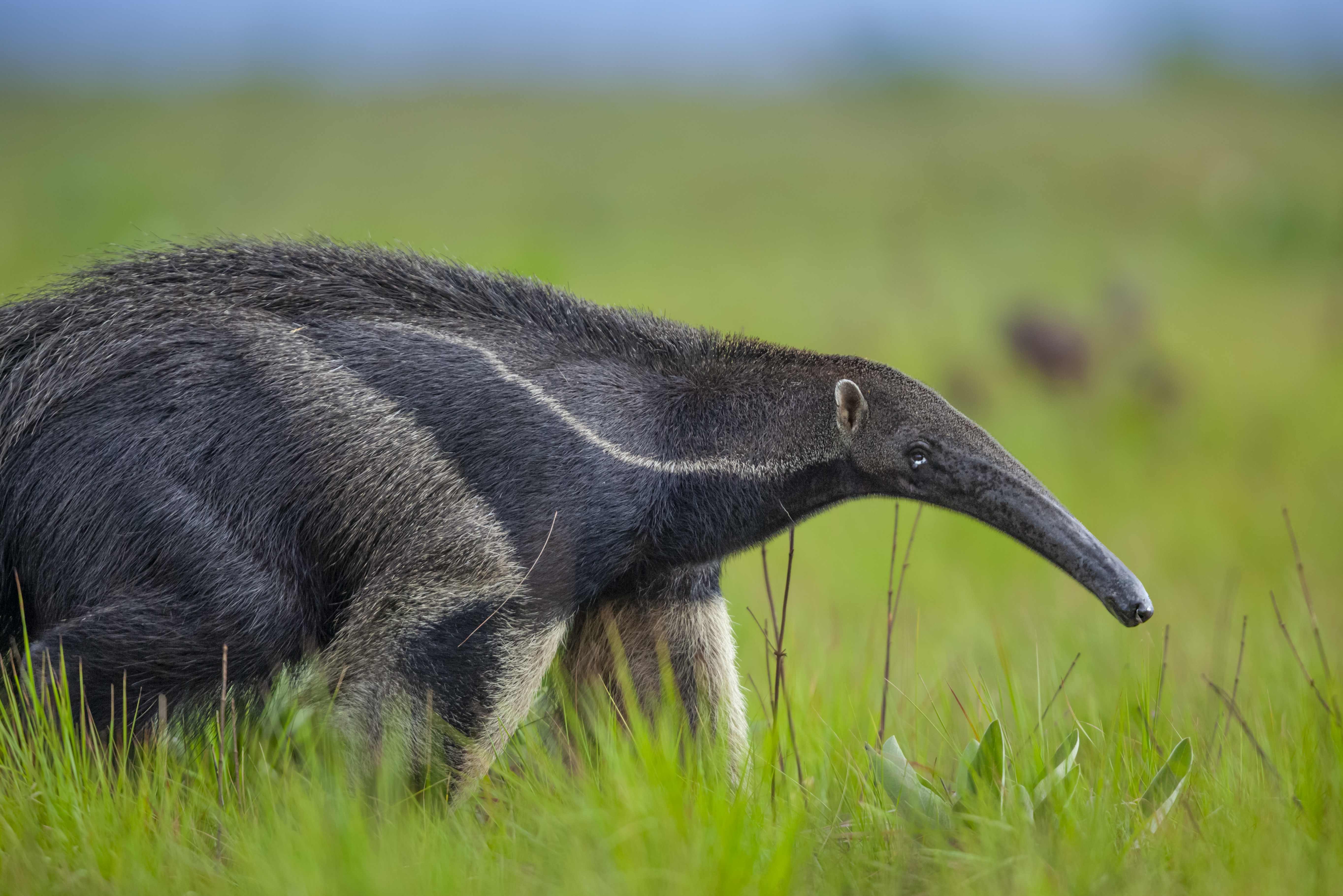 Giant Anteater, Guyana