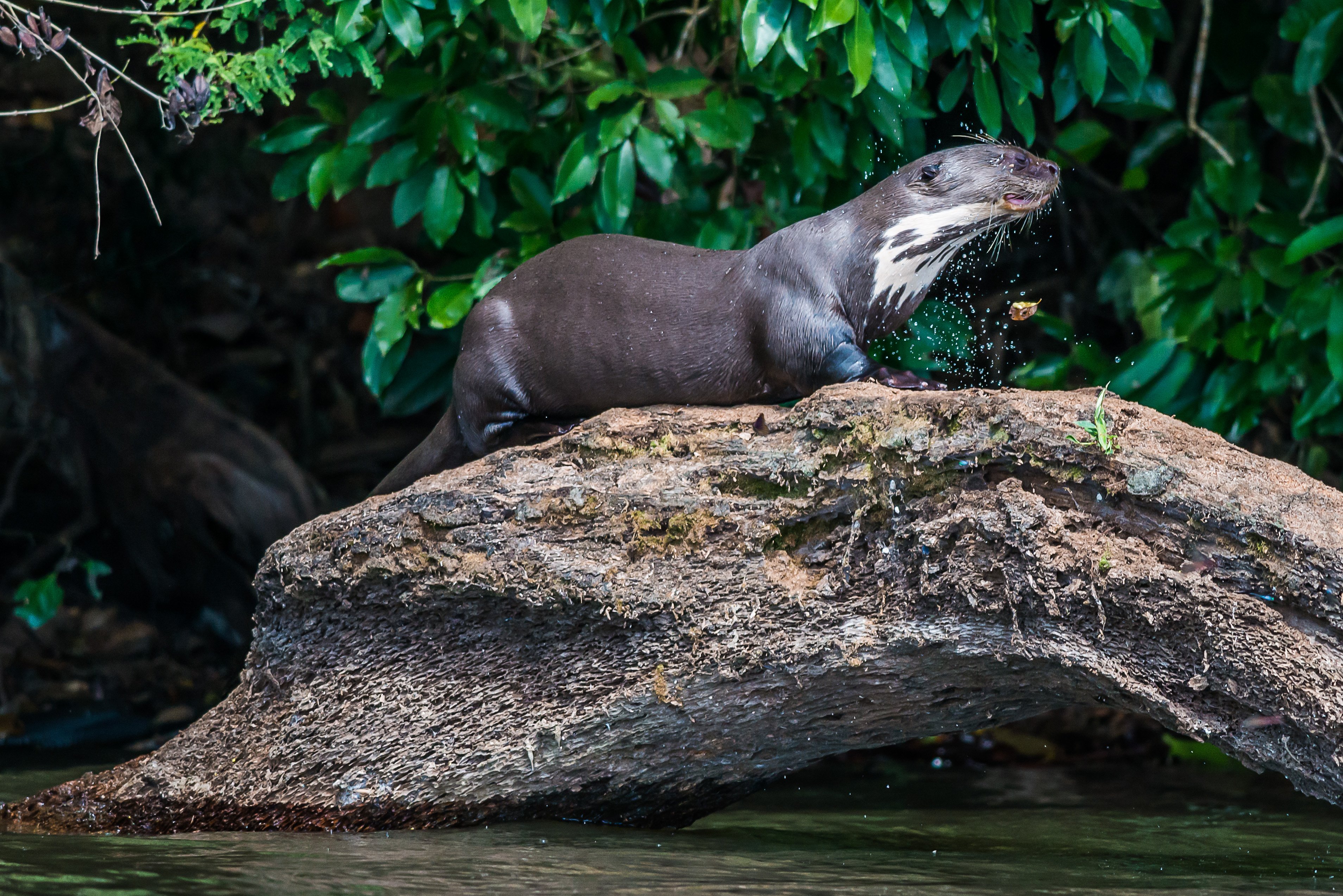Peru's river otters live in groups of up to 10