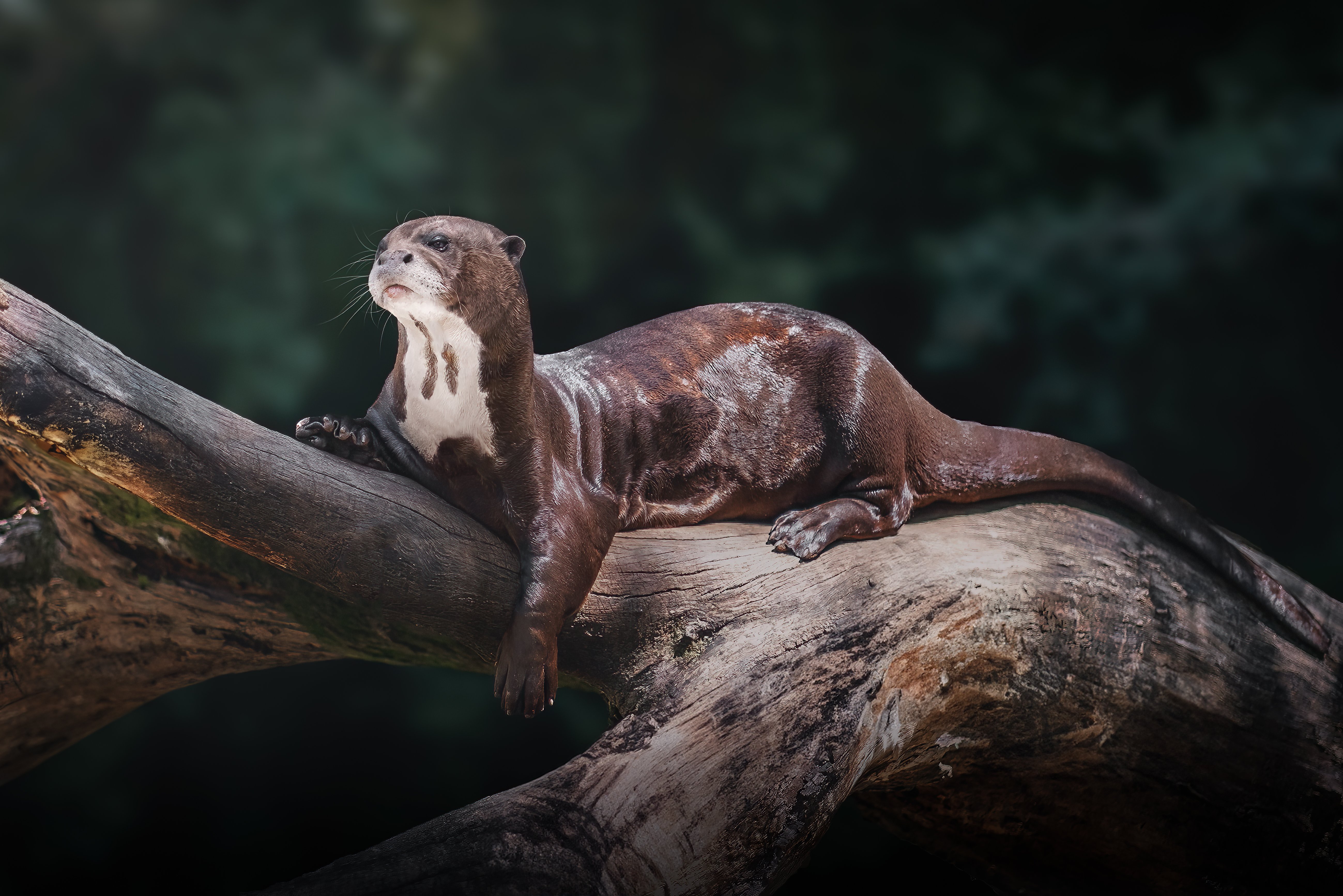 The Giant River Otters of the Amazon