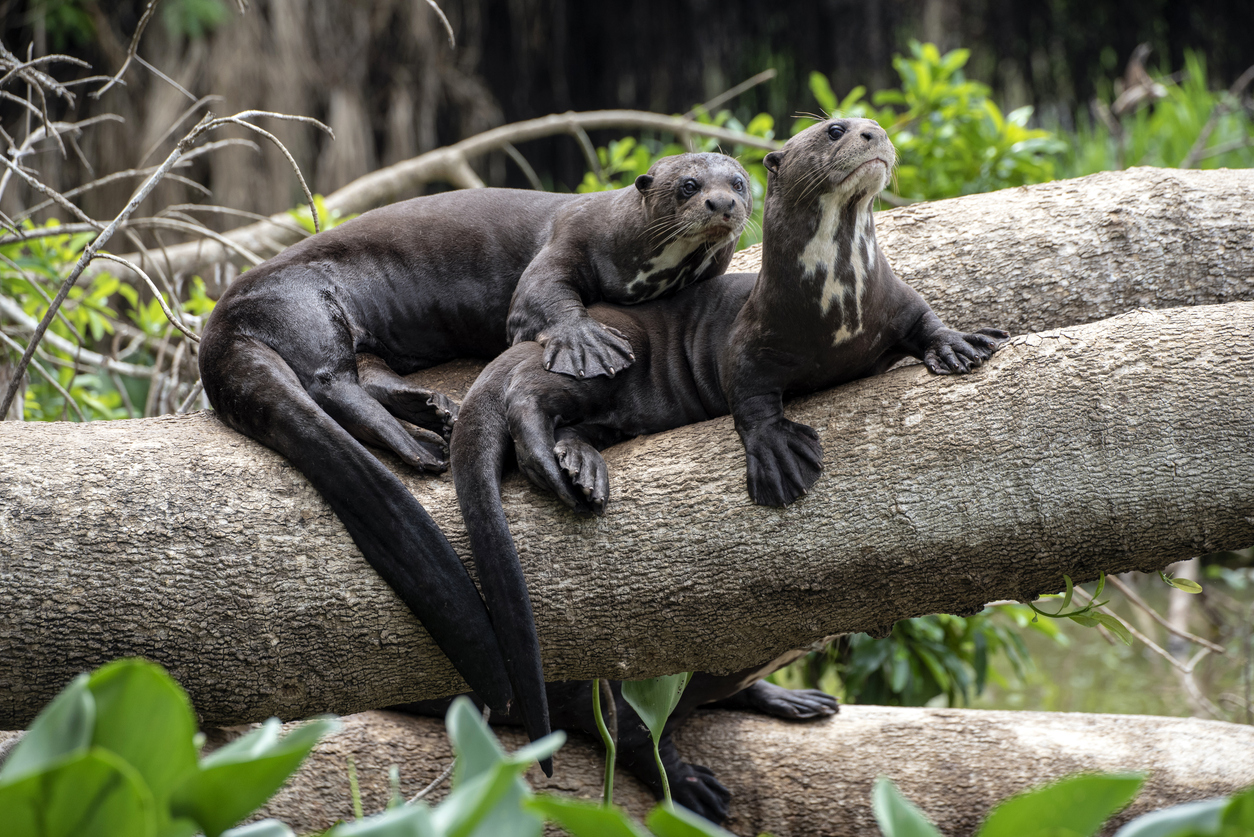 Giant River Otters