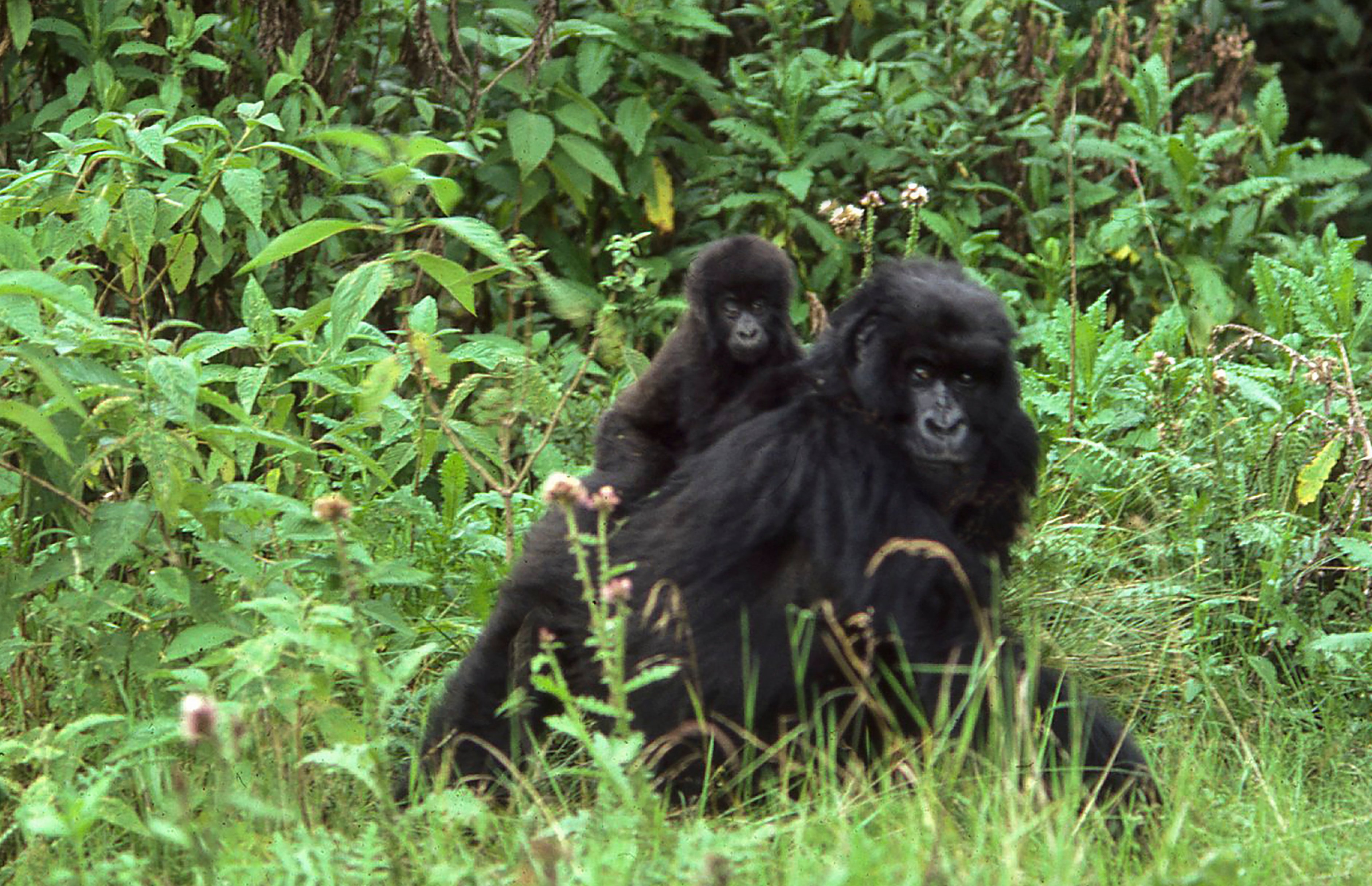 Gorilla Volcanoes National Park 