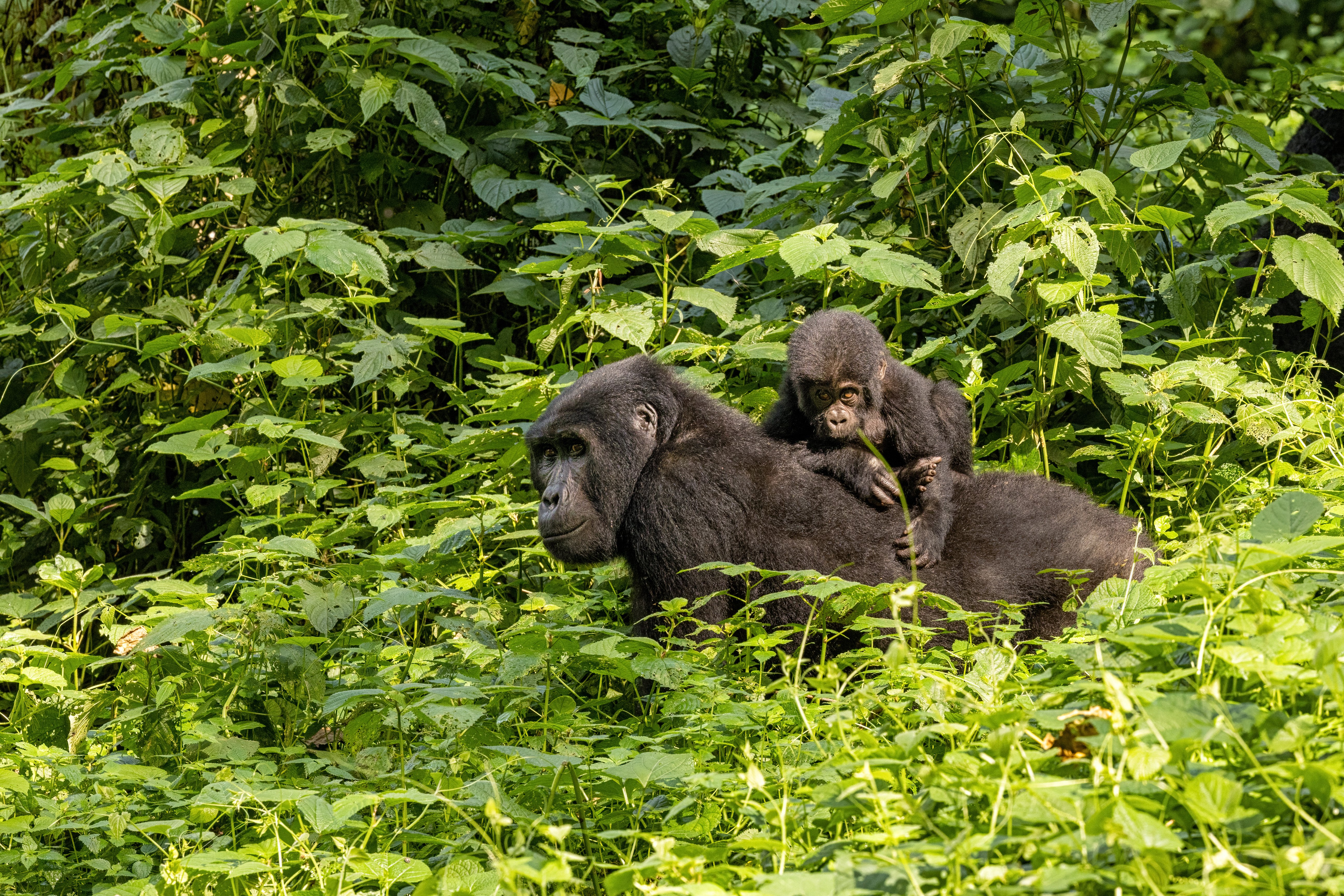 Gorilla with baby, Bwindi, Uganda