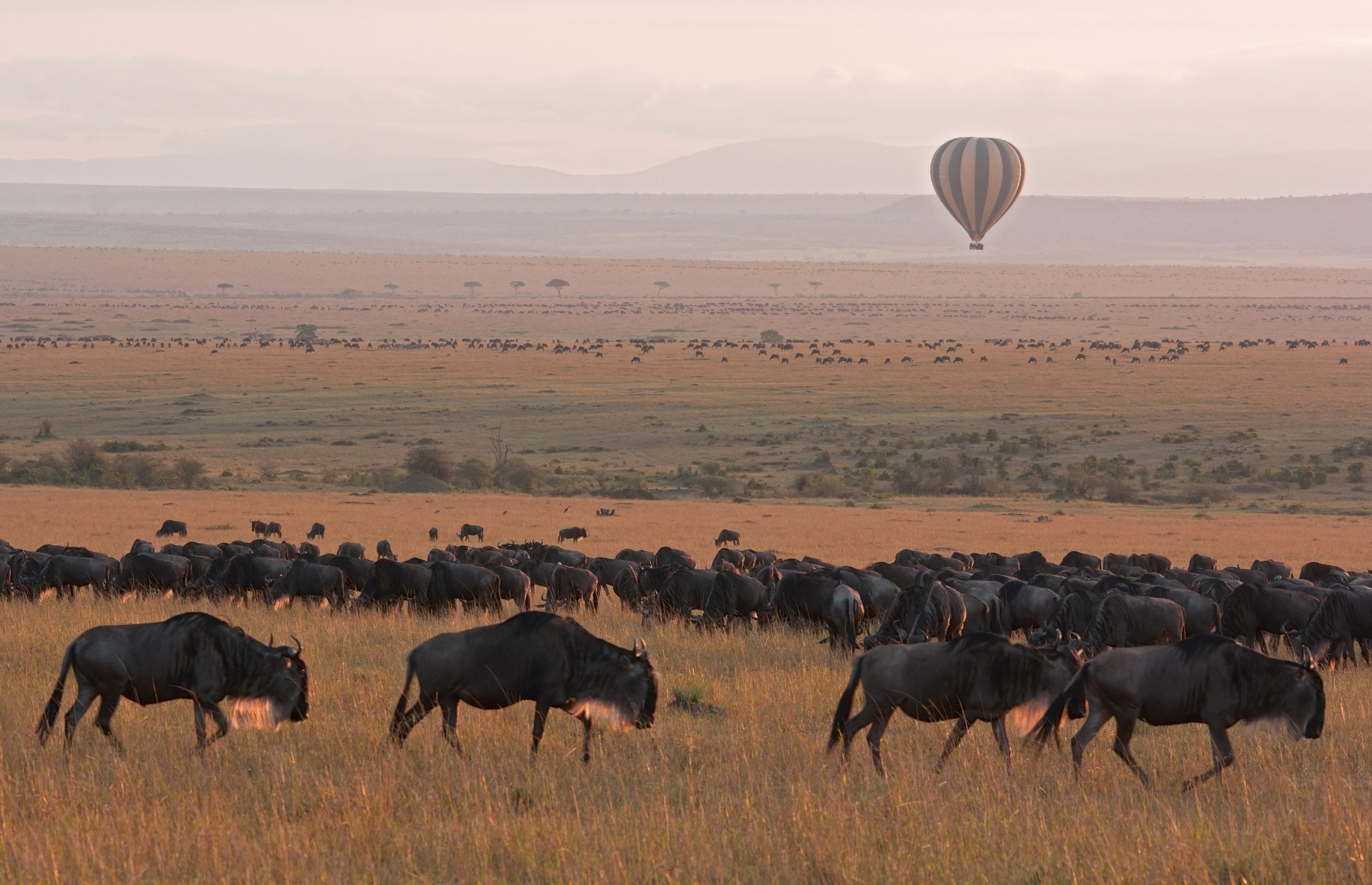 The Great Migration, Masai Mara