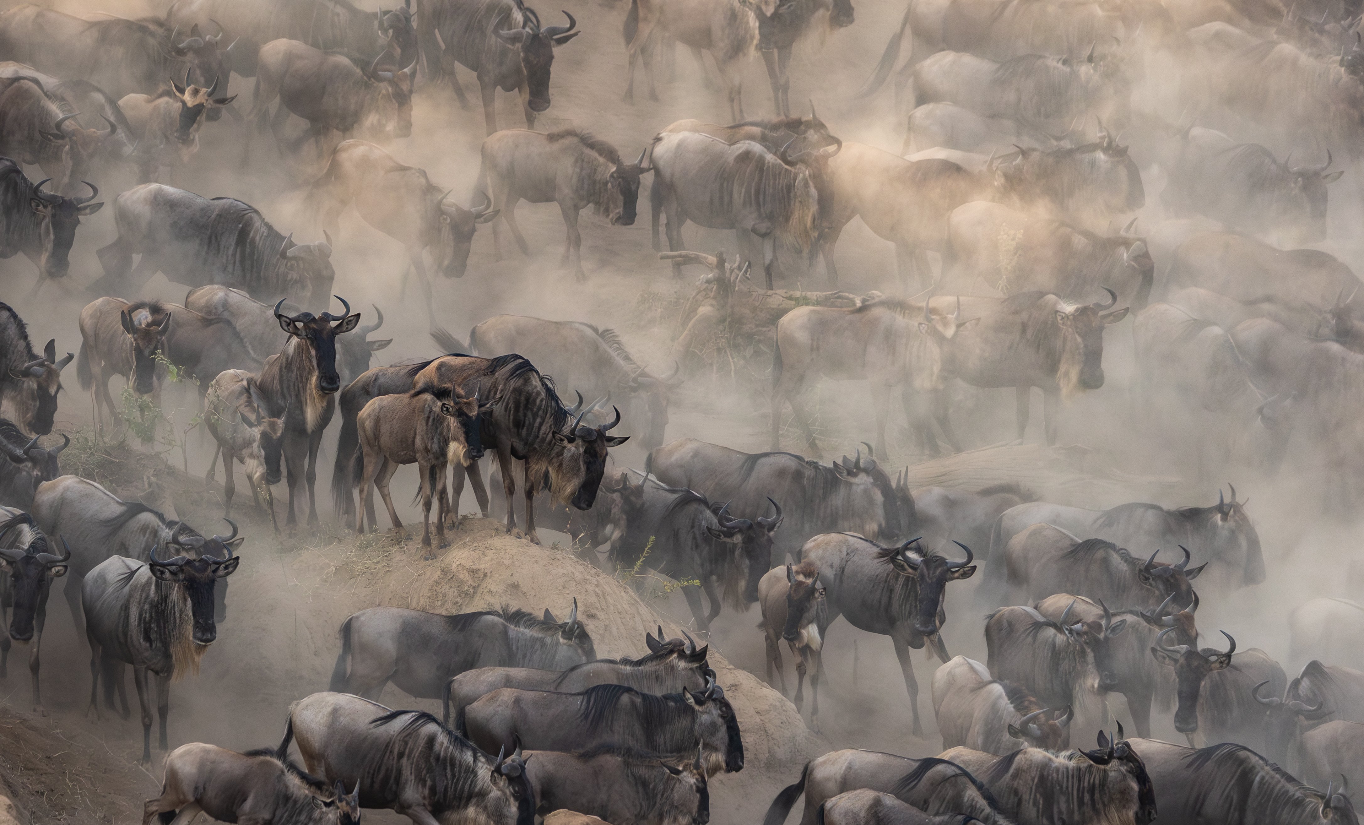 Great Wildebeest Migration