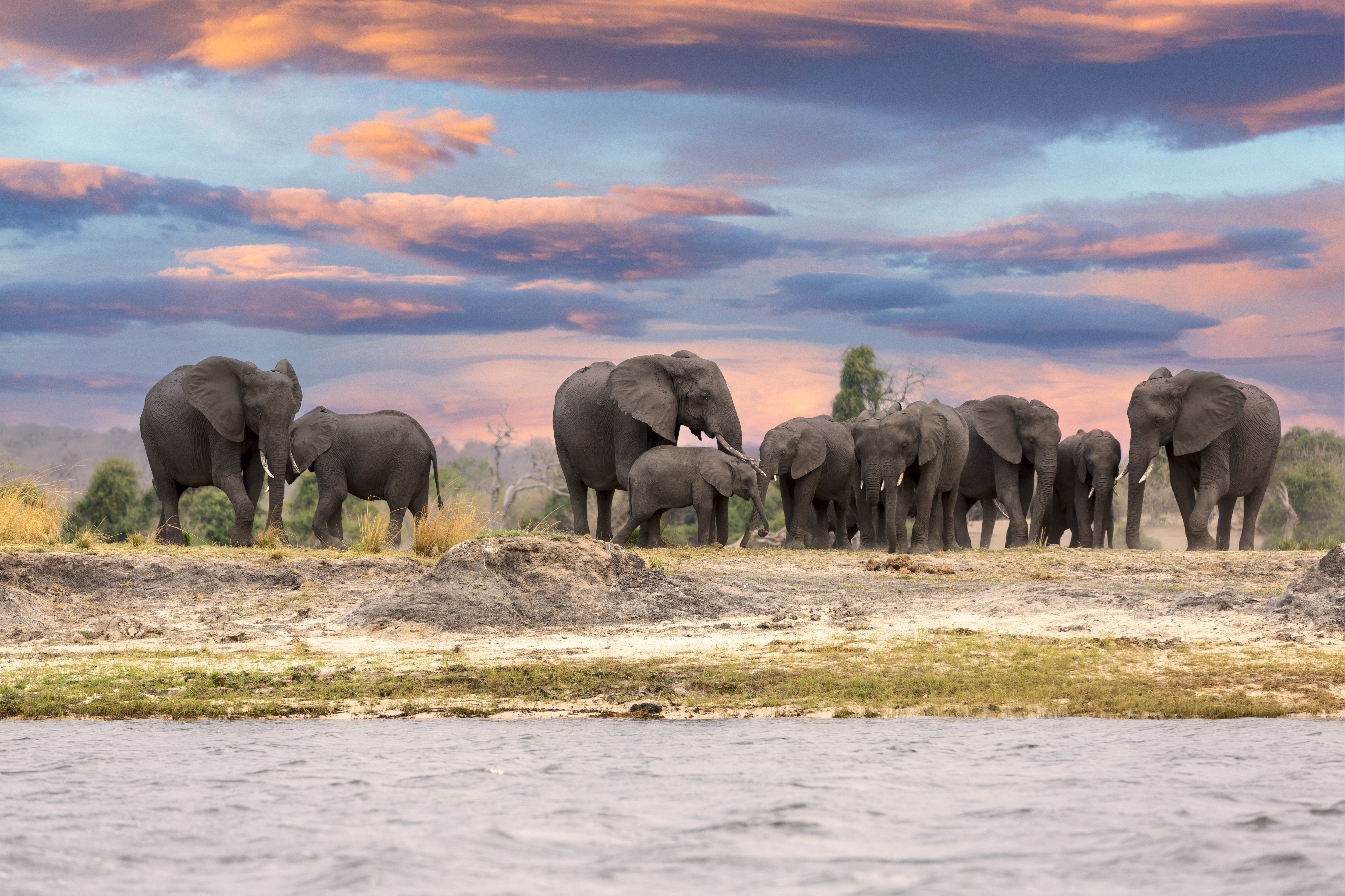 Herd of elephants along the Chobe River