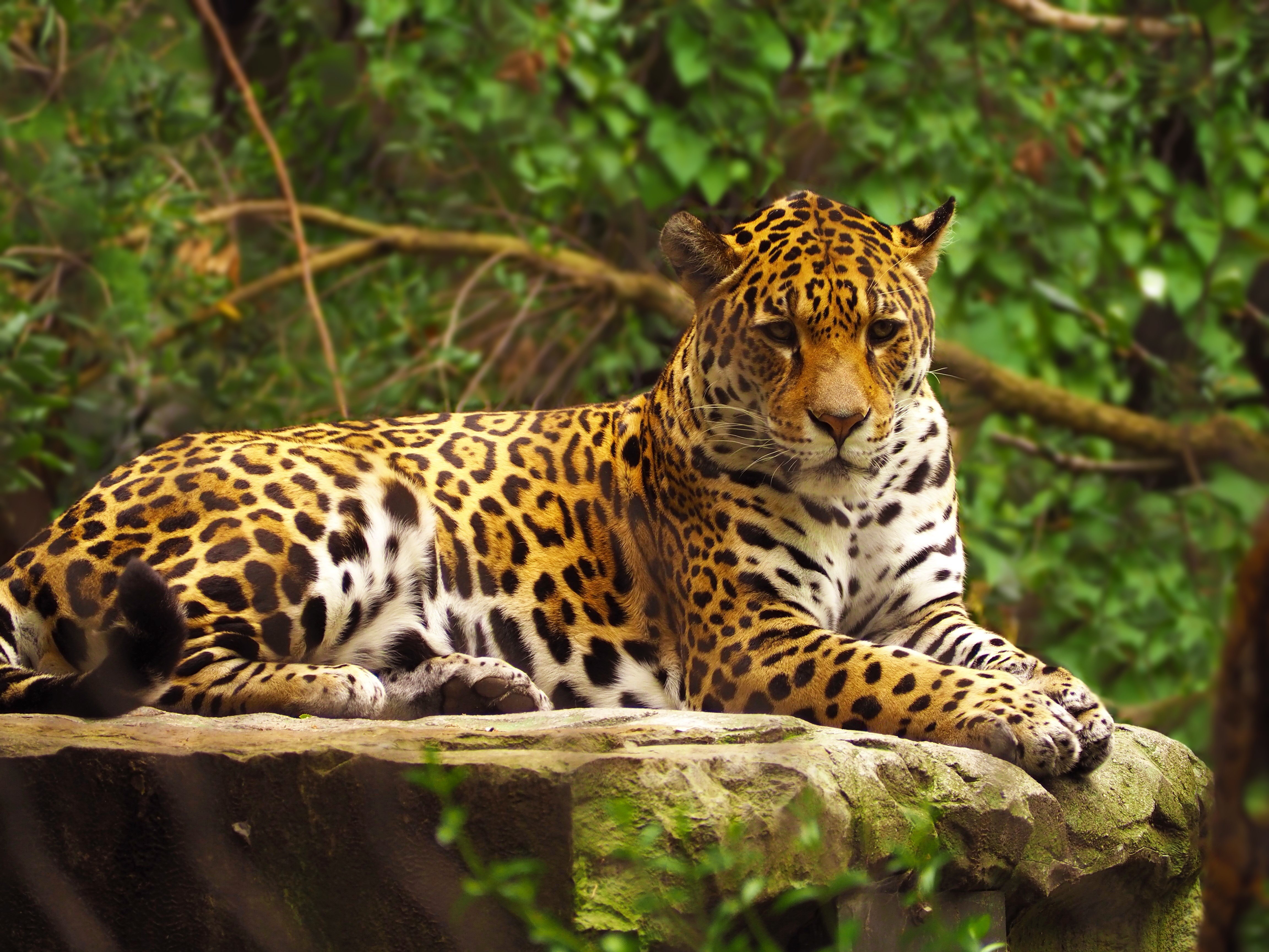 Brazilian Jaguar
