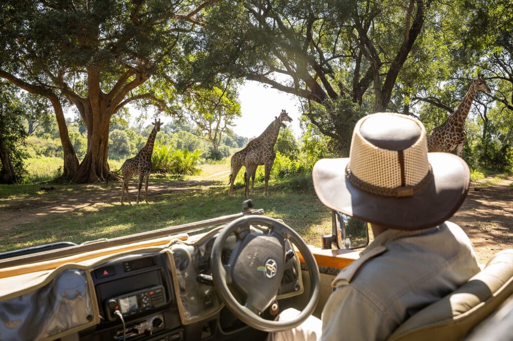 Karongwe Game Drive