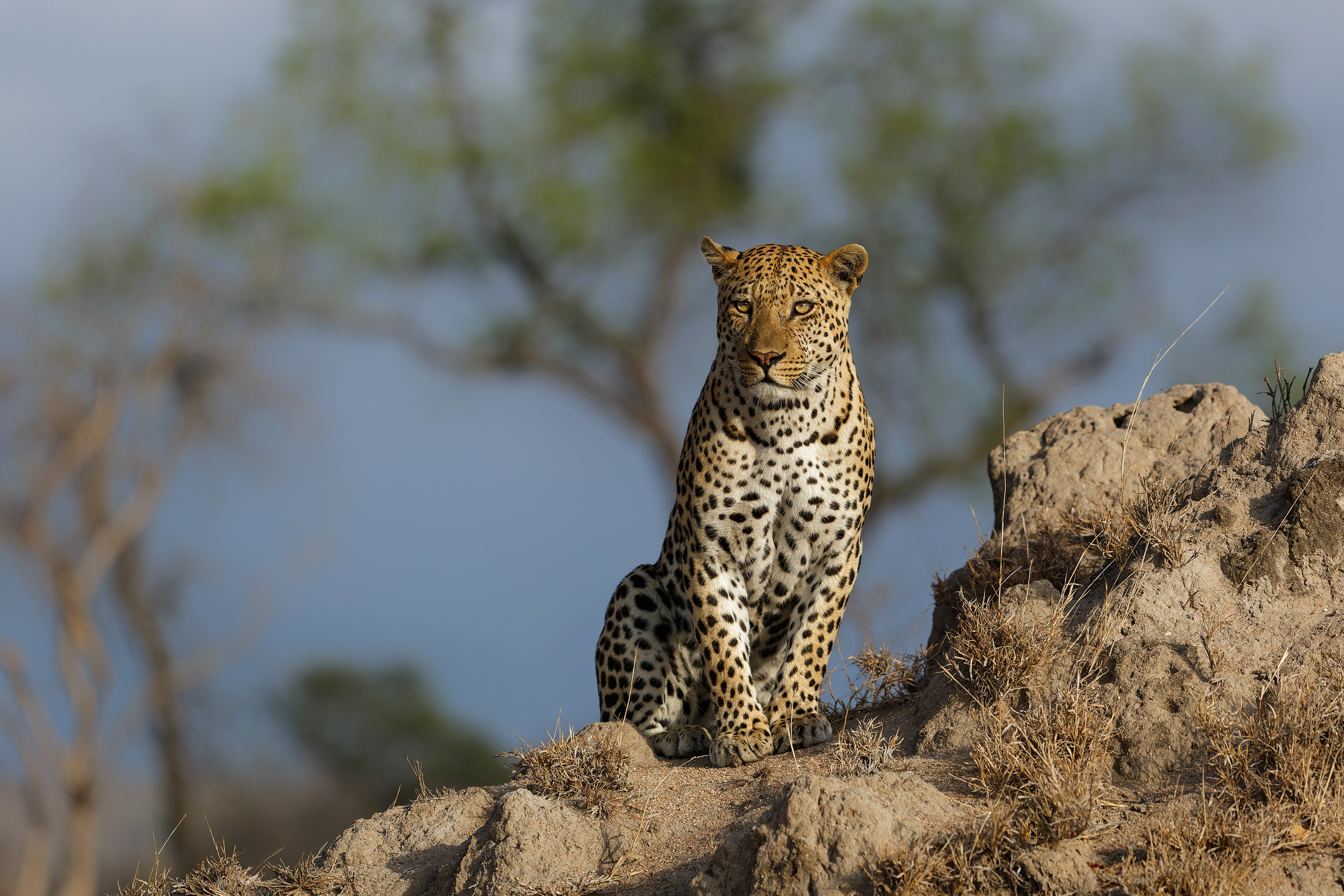 Leopard Sabi Sands Game Reserve