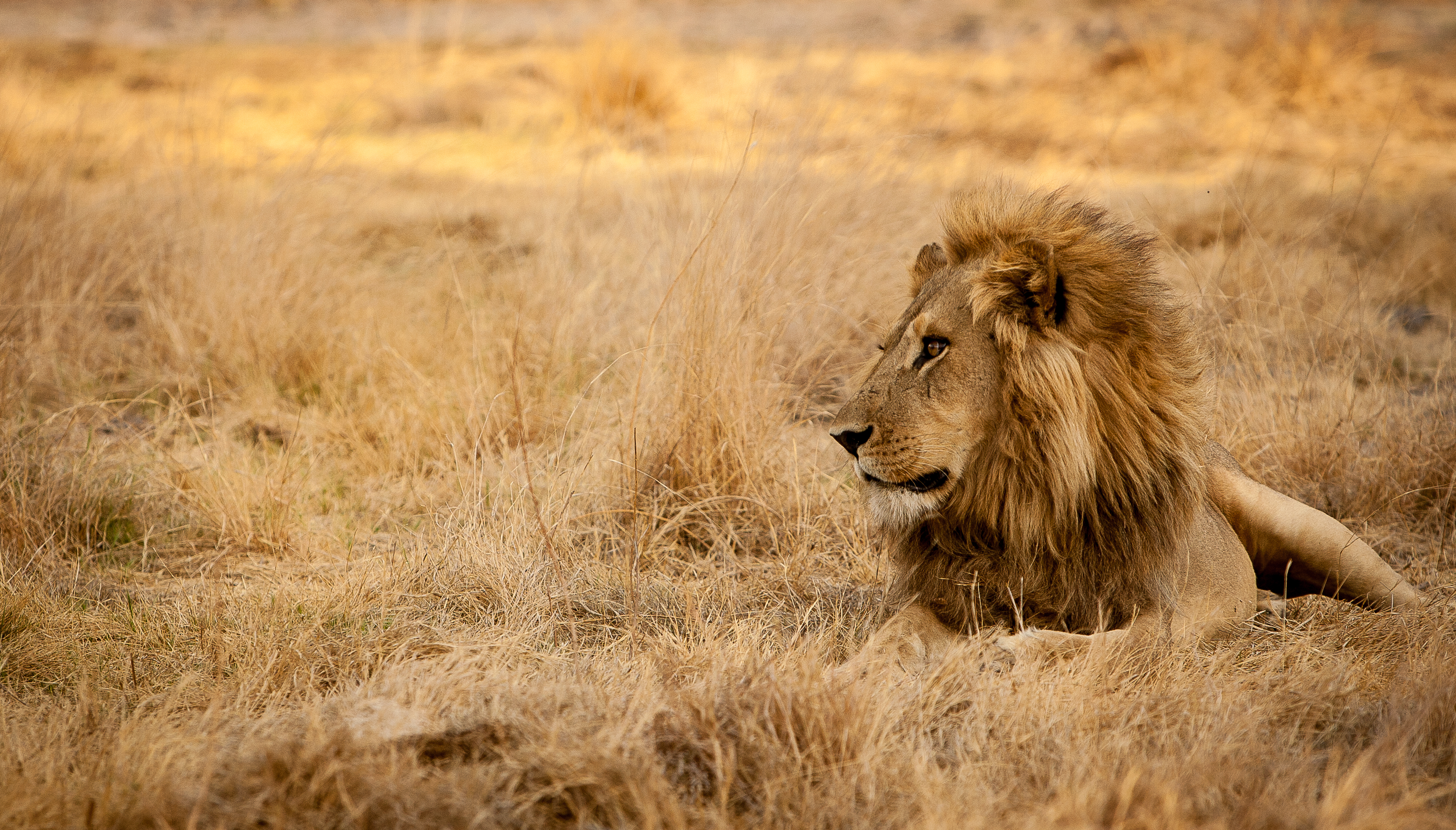Discover Botswana's spectacular National Parks