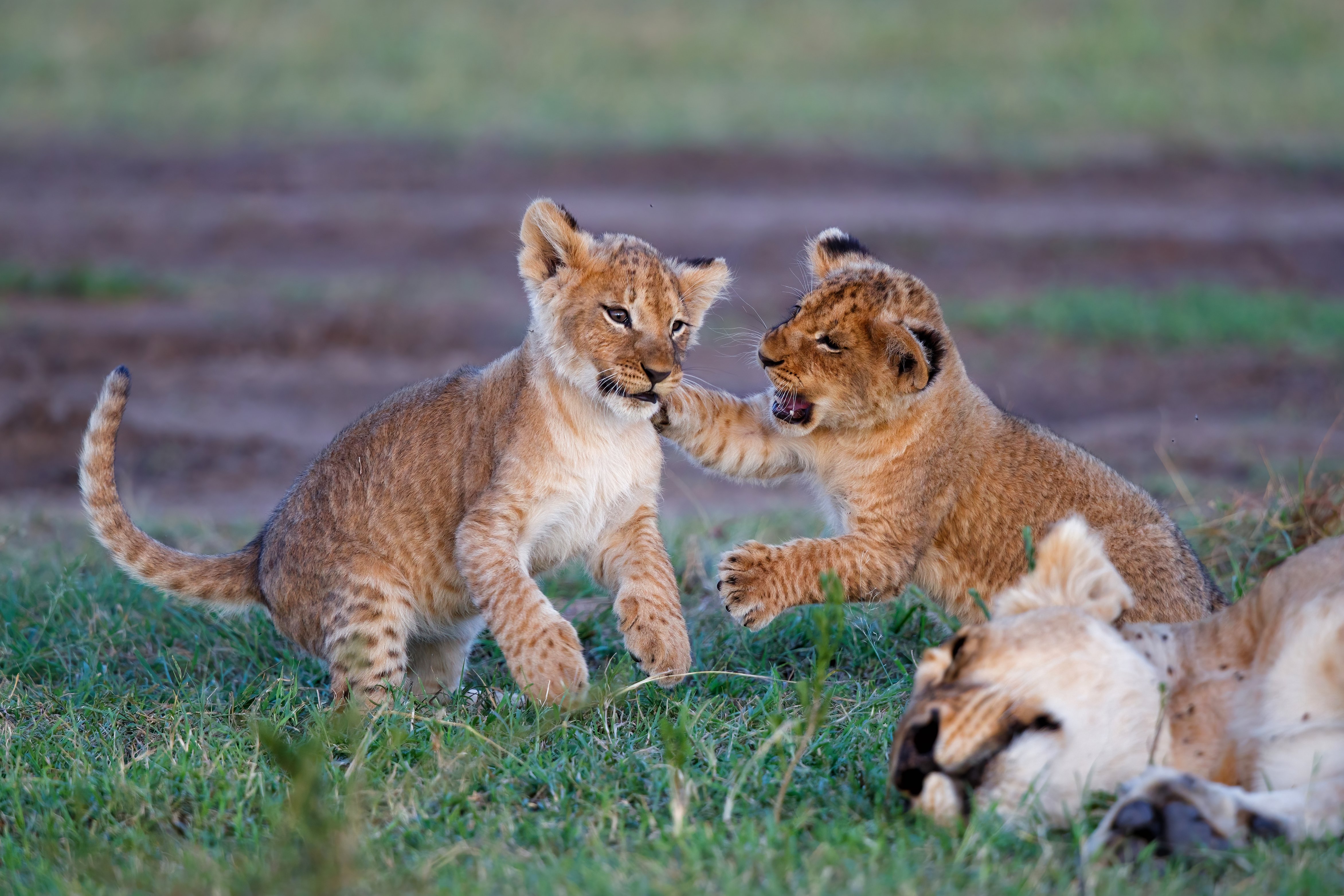 Lioness and Cubs in the Masai Mara